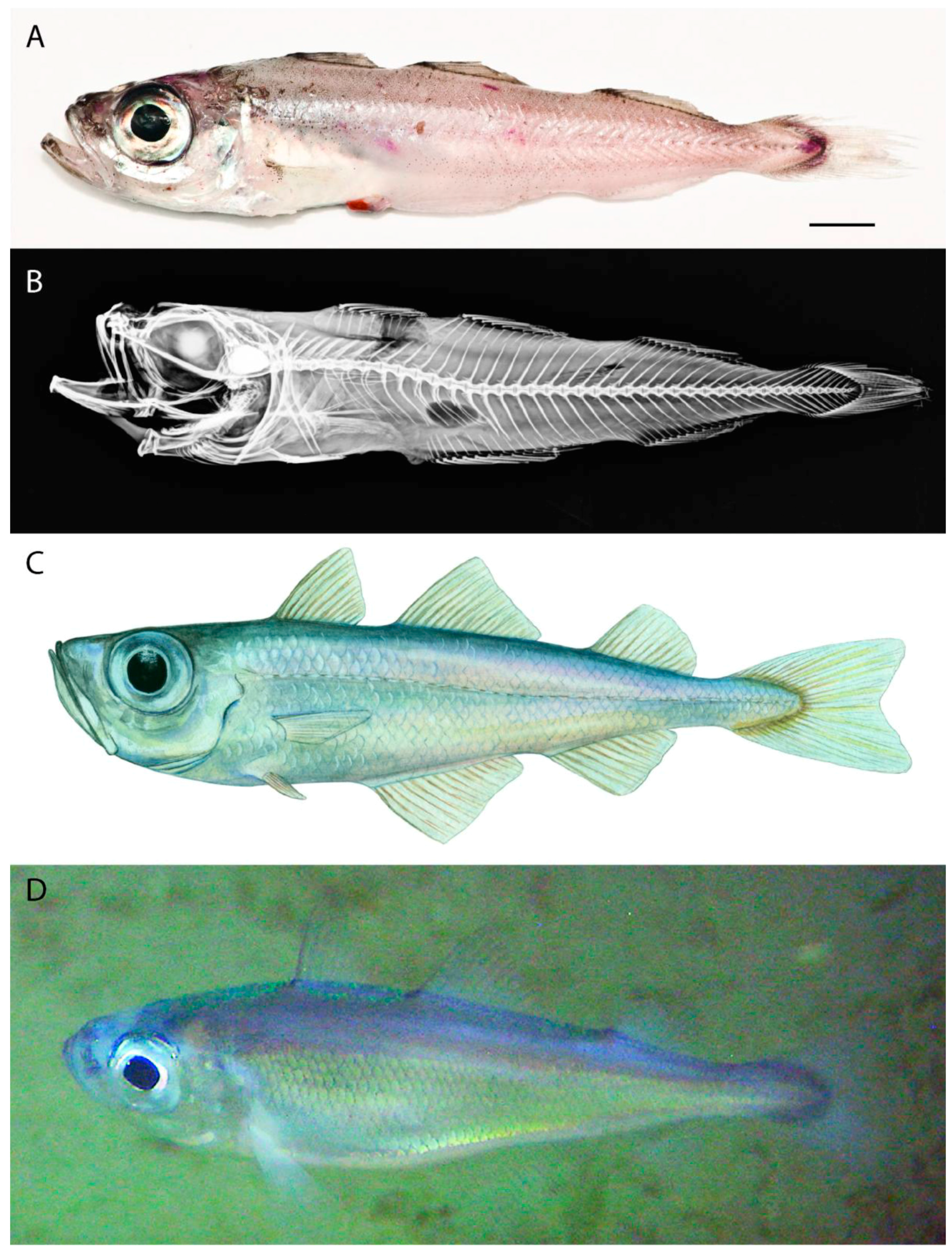 Fishes 02 00015 g002
