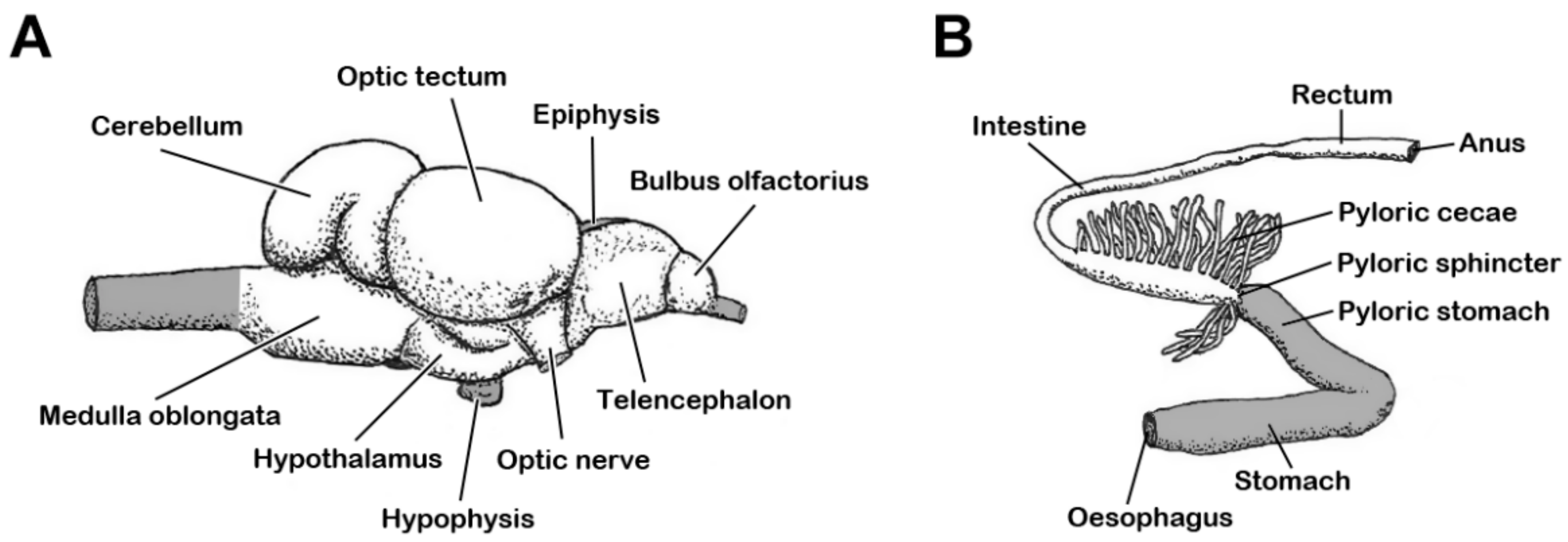 Fishes | Free Full-Text | Relative Mass of Brain- and Intestinal Tissue