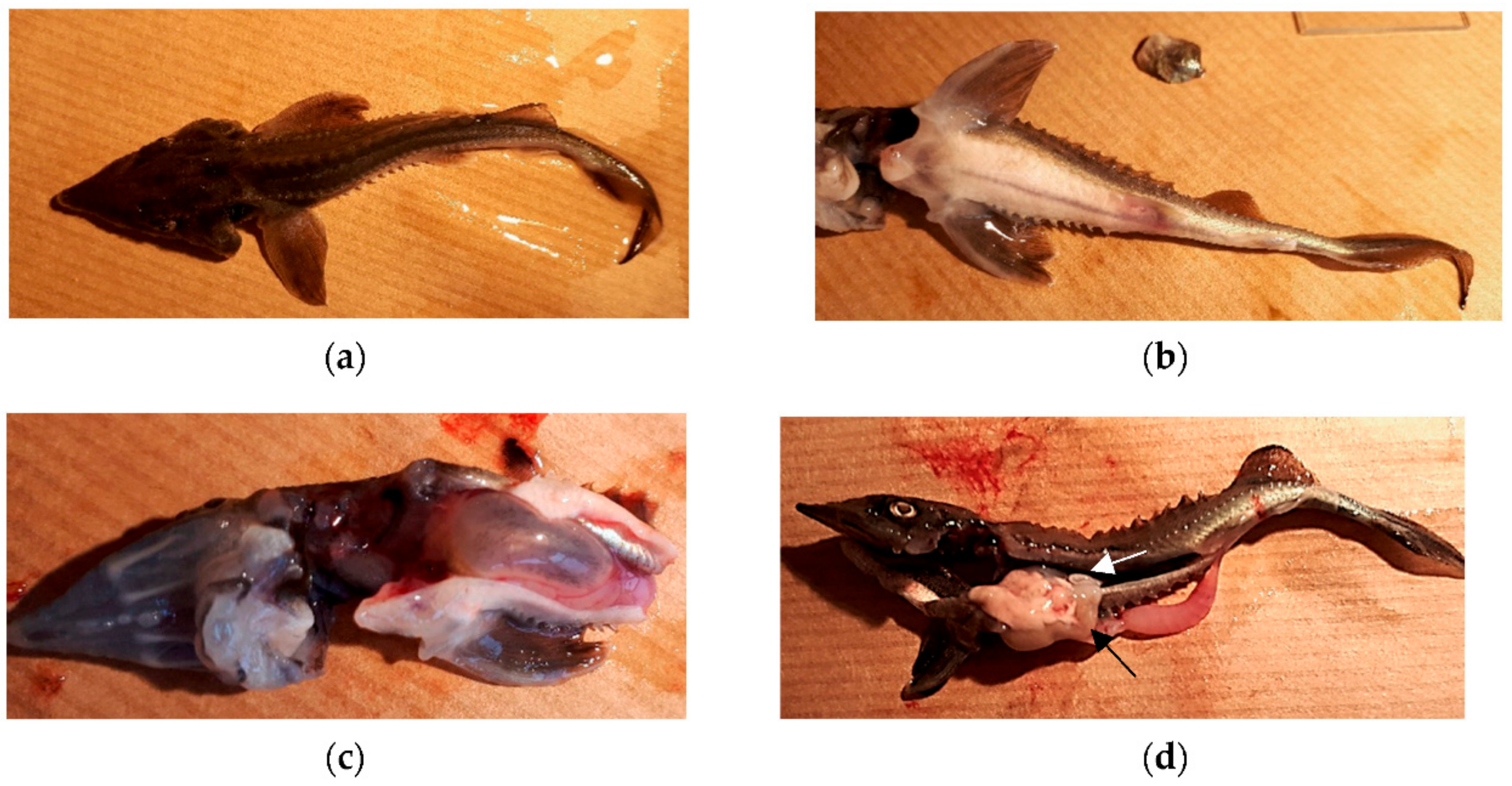 Fishes 03 00042 g001