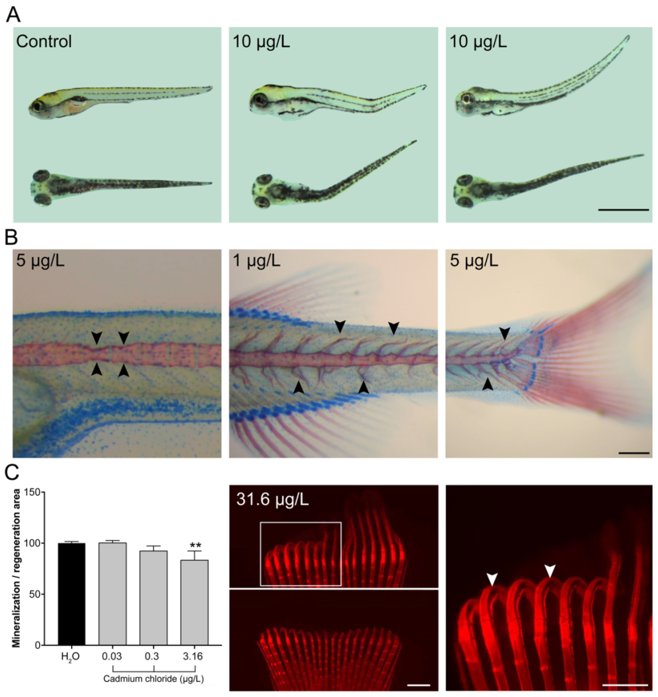 Fishes 04 00011 g002