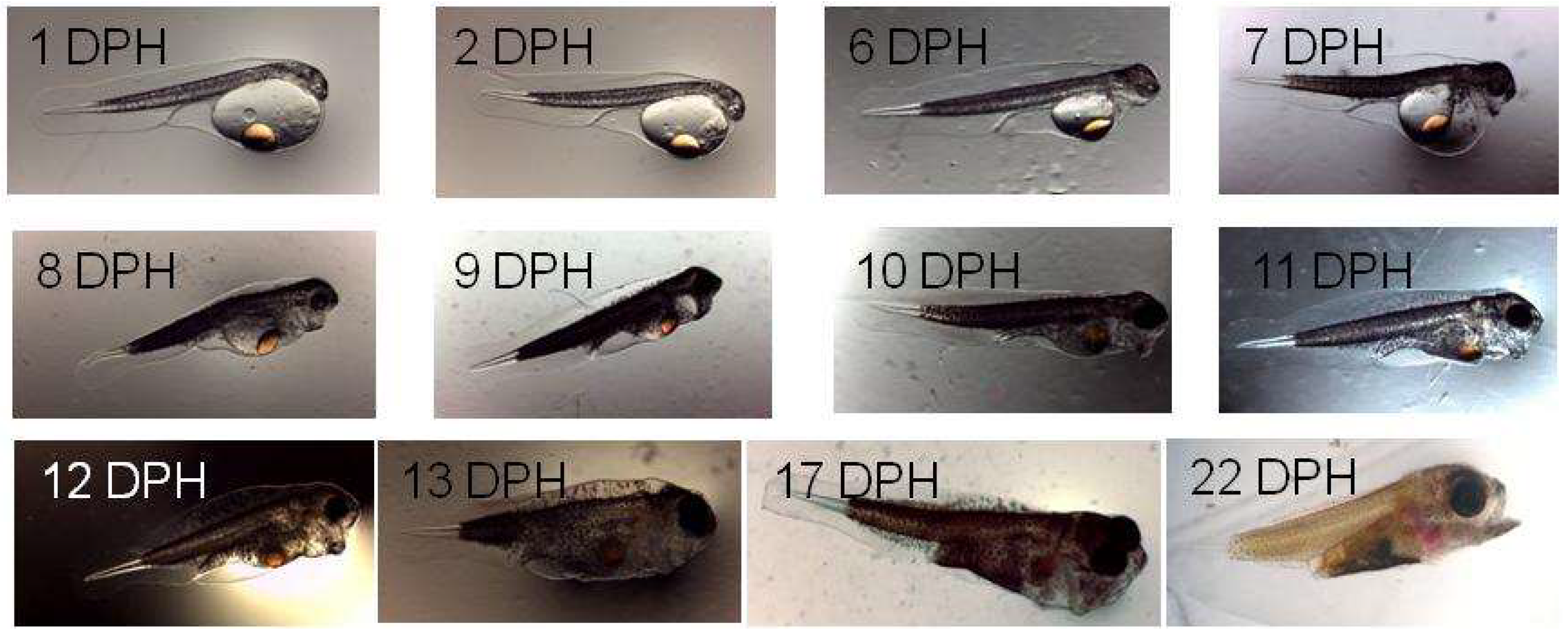 Fishes 04 00014 g007