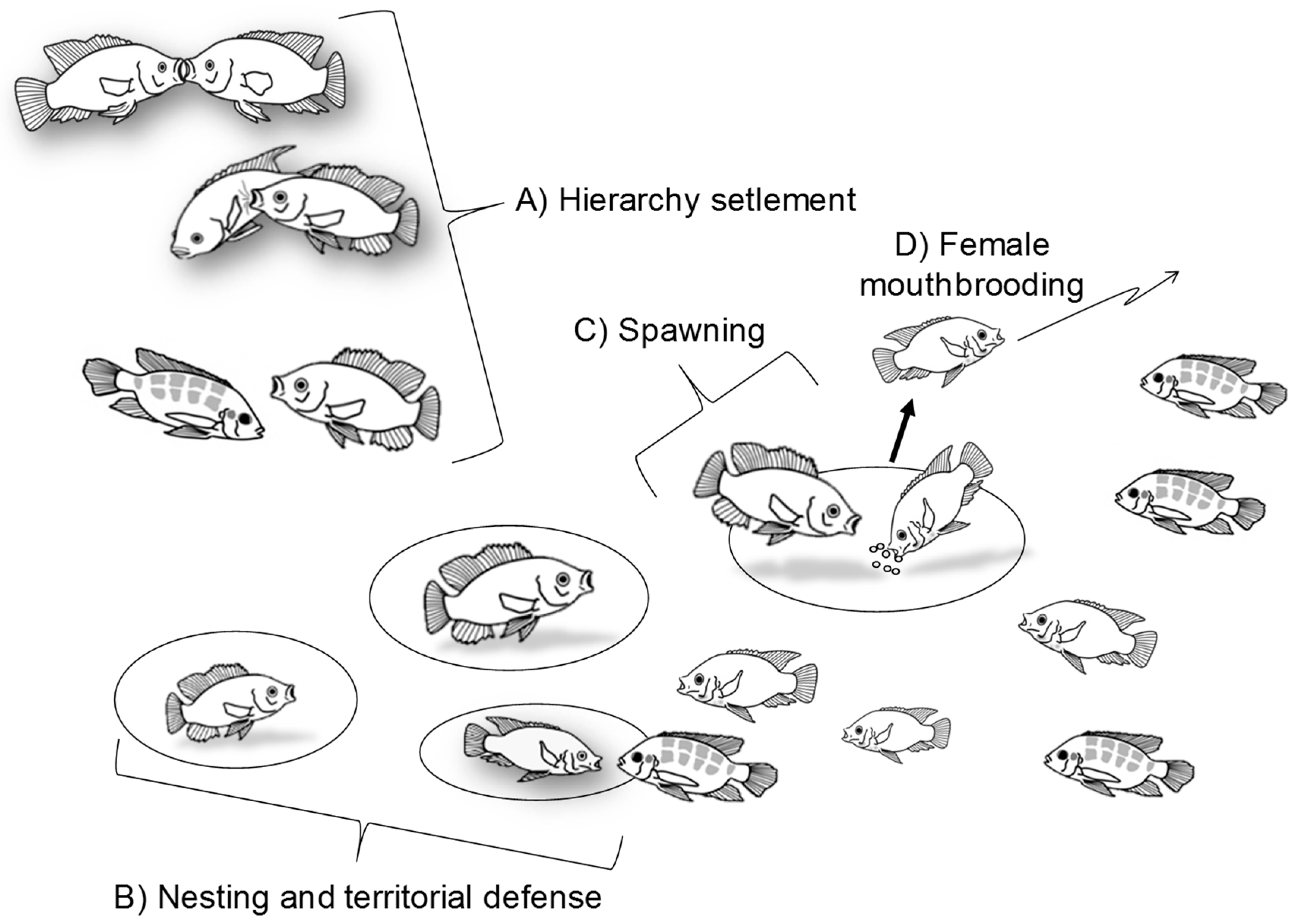 Fishes Free FullText Social Behavior and Welfare in Nile Tilapia