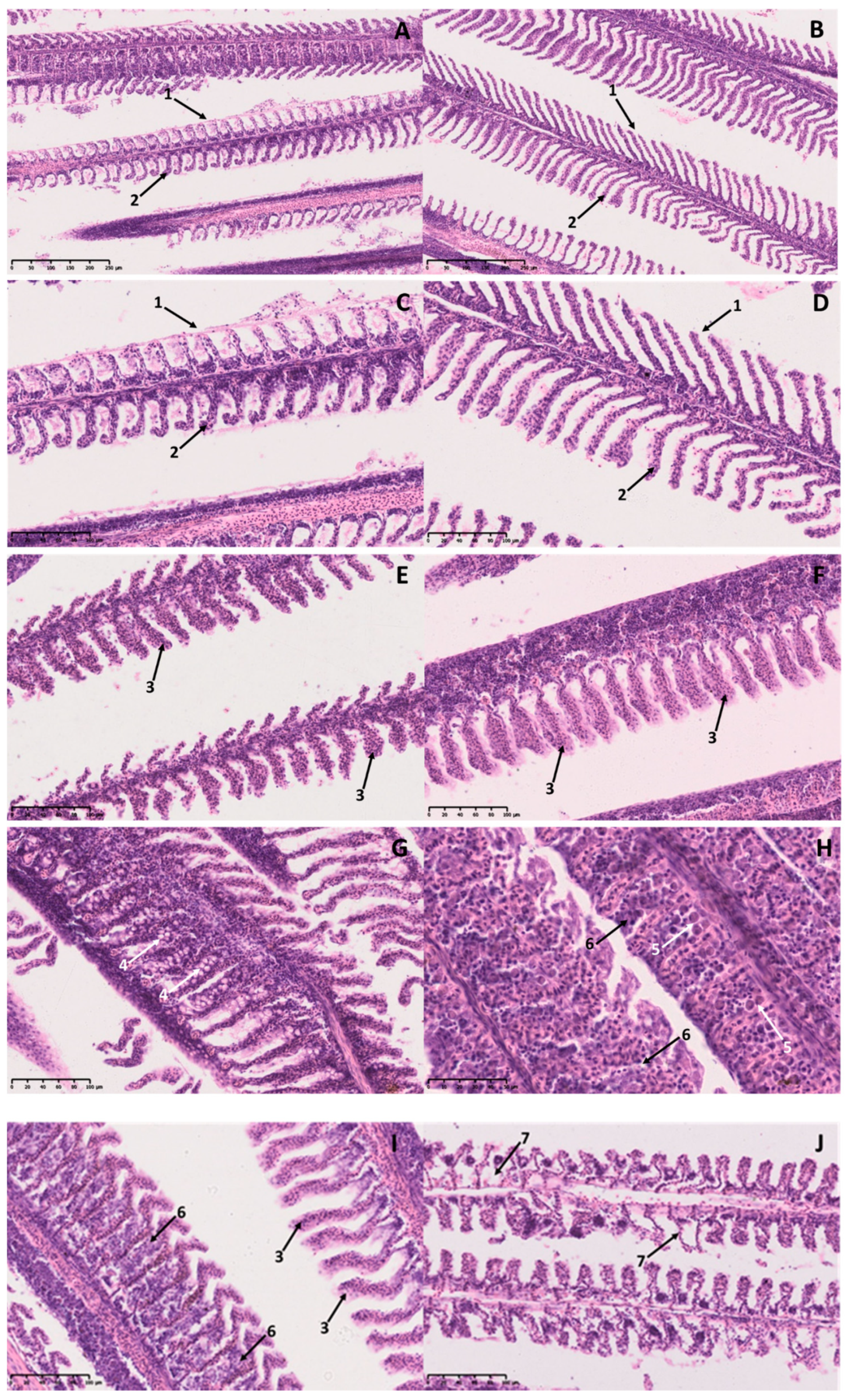 Fishes 04 00026 g002