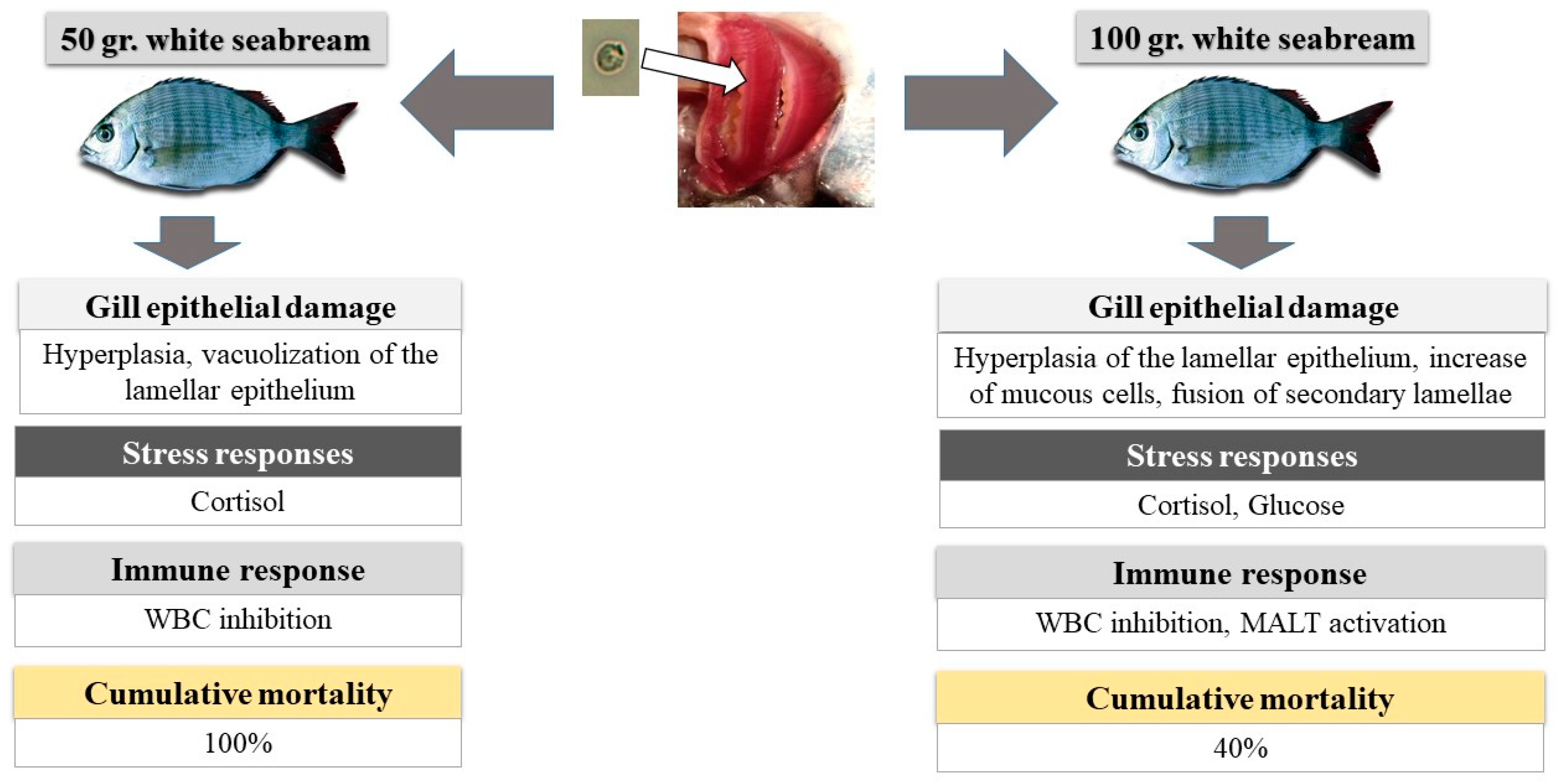 Fishes 04 00026 g004