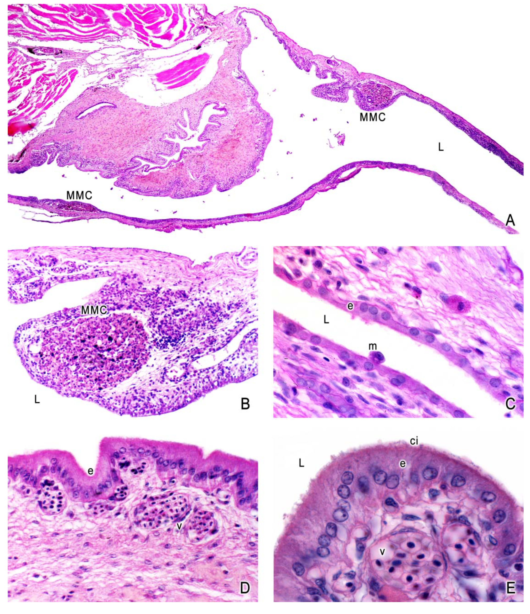 Fishes 04 00035 g002 550