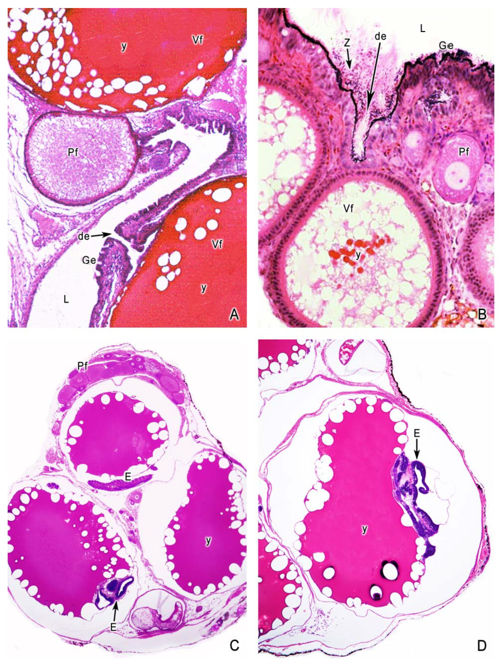 Fishes 04 00035 g005 550