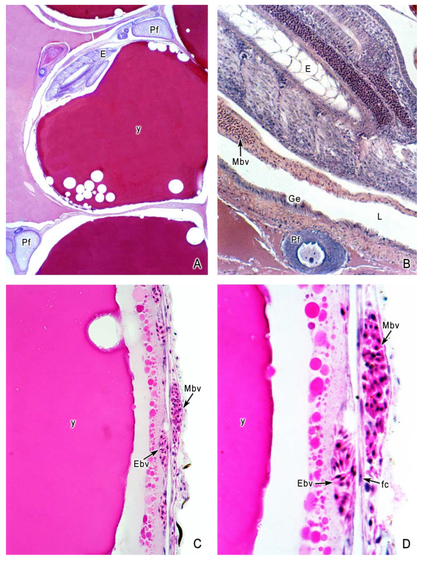 Fishes 04 00035 g006 550