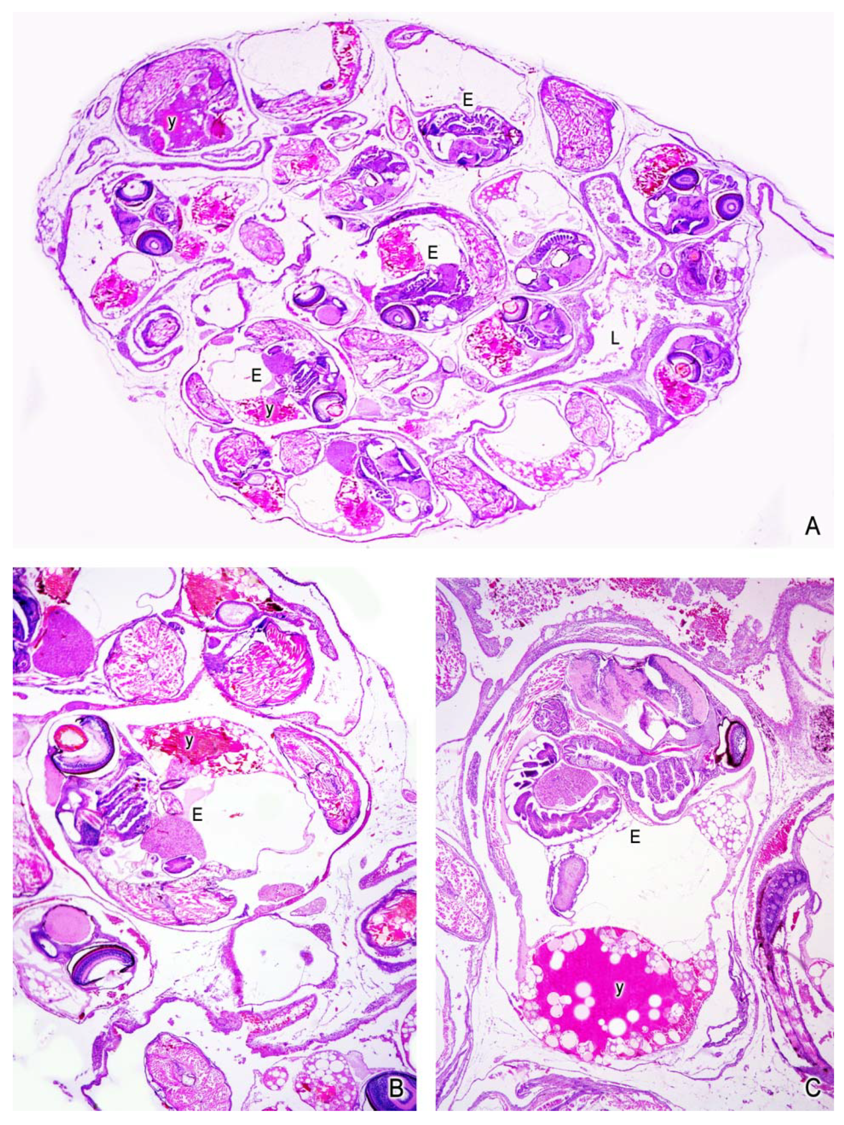 Fishes 04 00035 g007 550