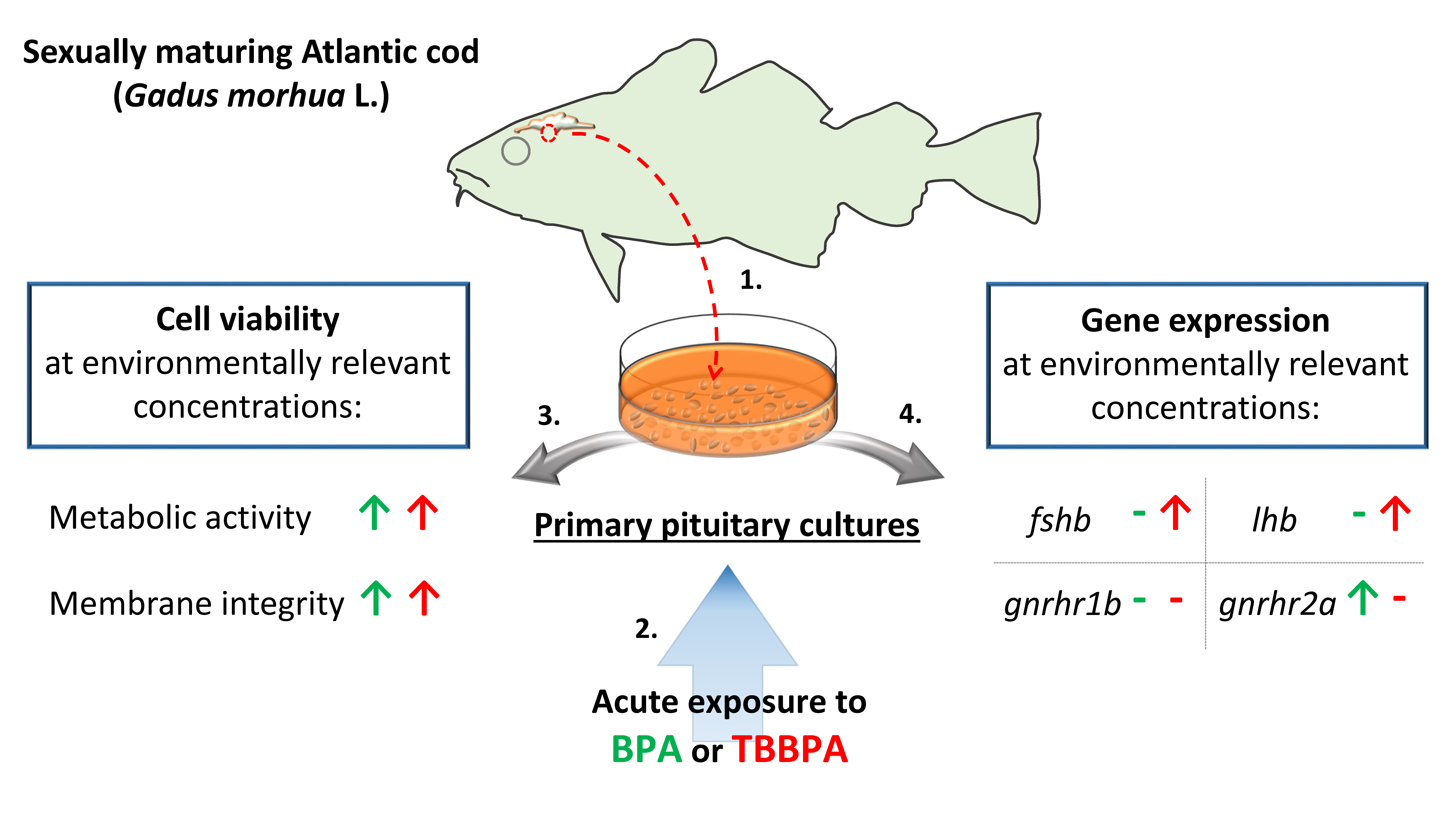 Fishes Free FullText In Vitro Effects of Bisphenol A and