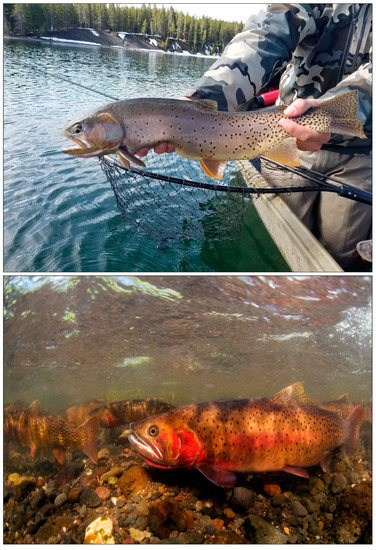 18+ Fish Stock Report Colorado