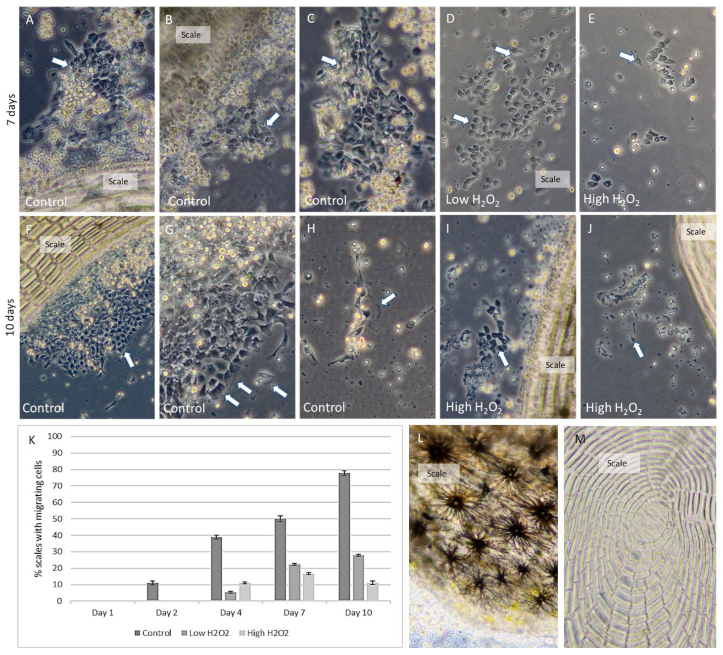 Fishes 05 00034 g006