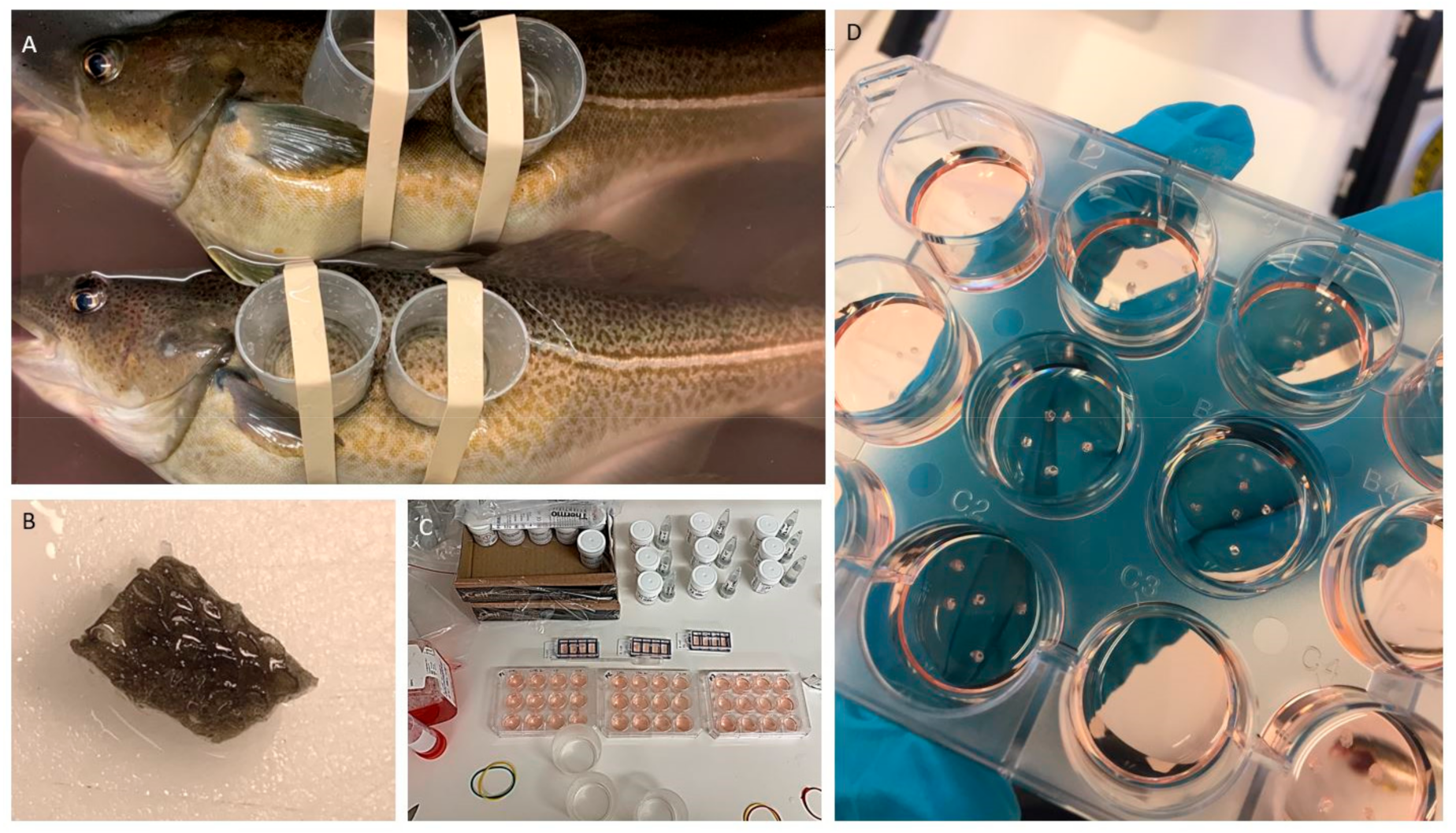 Fishes 05 00034 g007