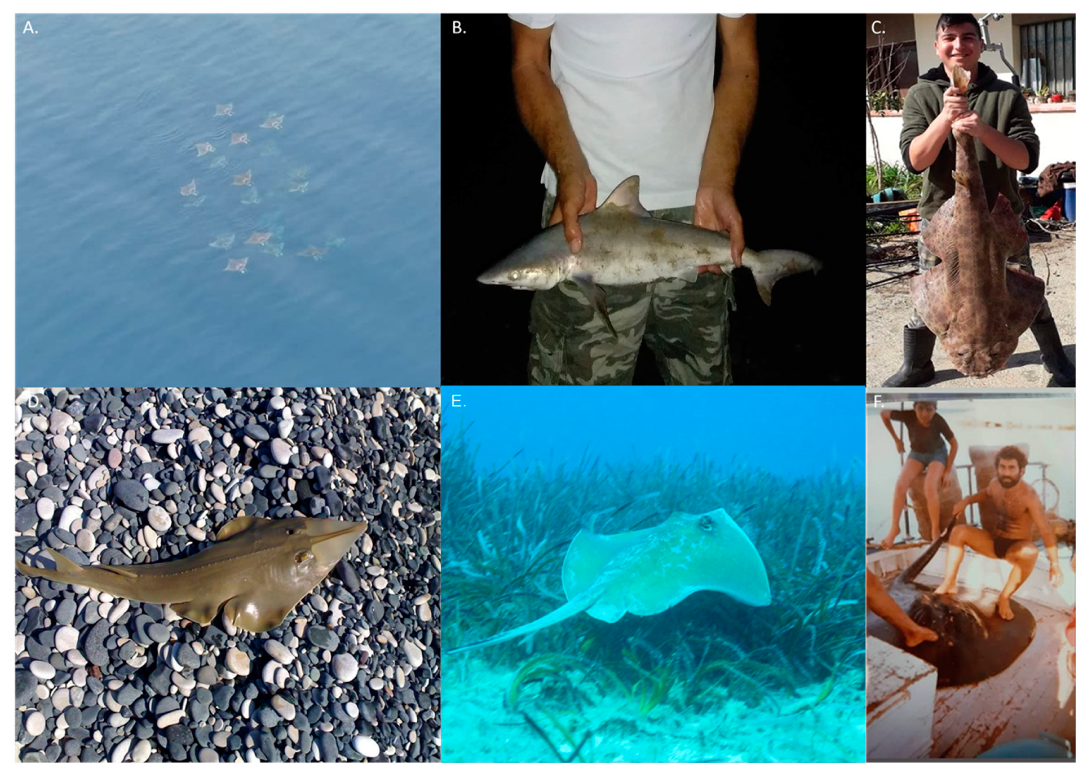 Fishes 06 00024 g003
