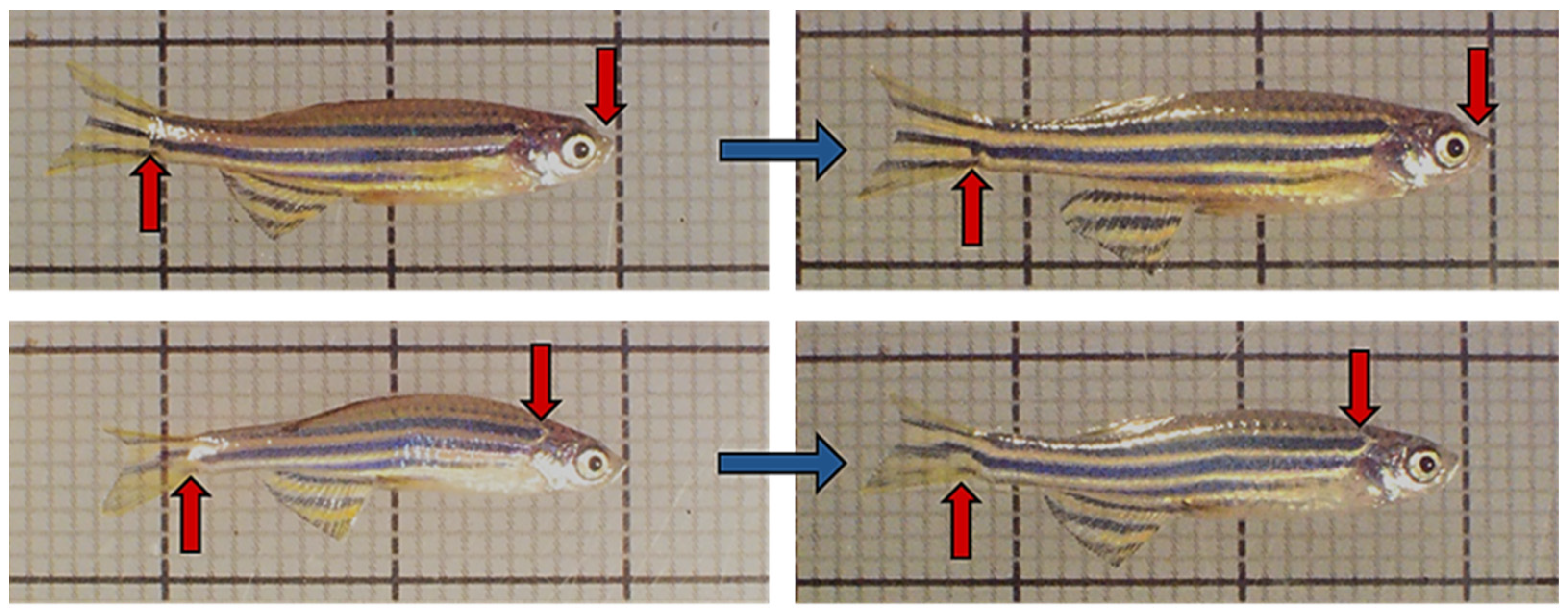 Fishes 06 00028 g001