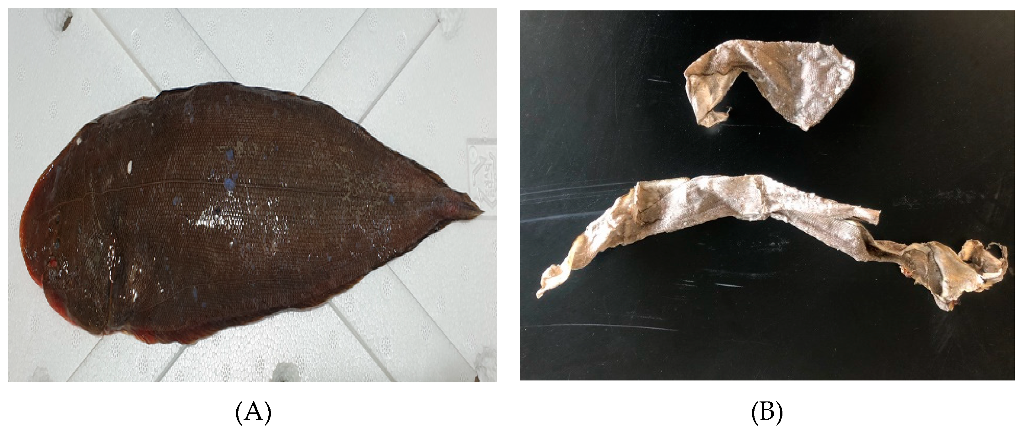 Fishes 06 00034 g001 550