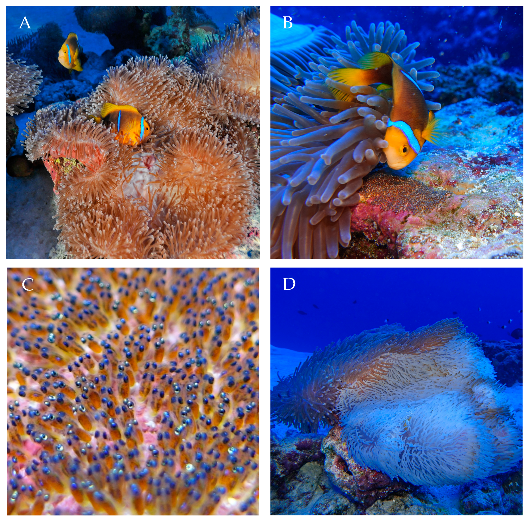 Fishes 06 00037 g004