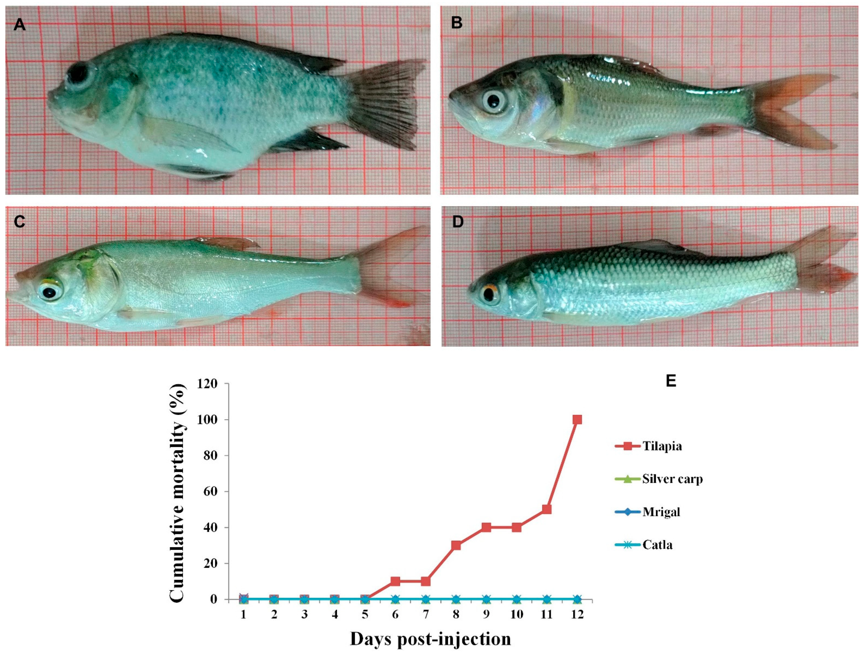 Fishes 06 00056 g001