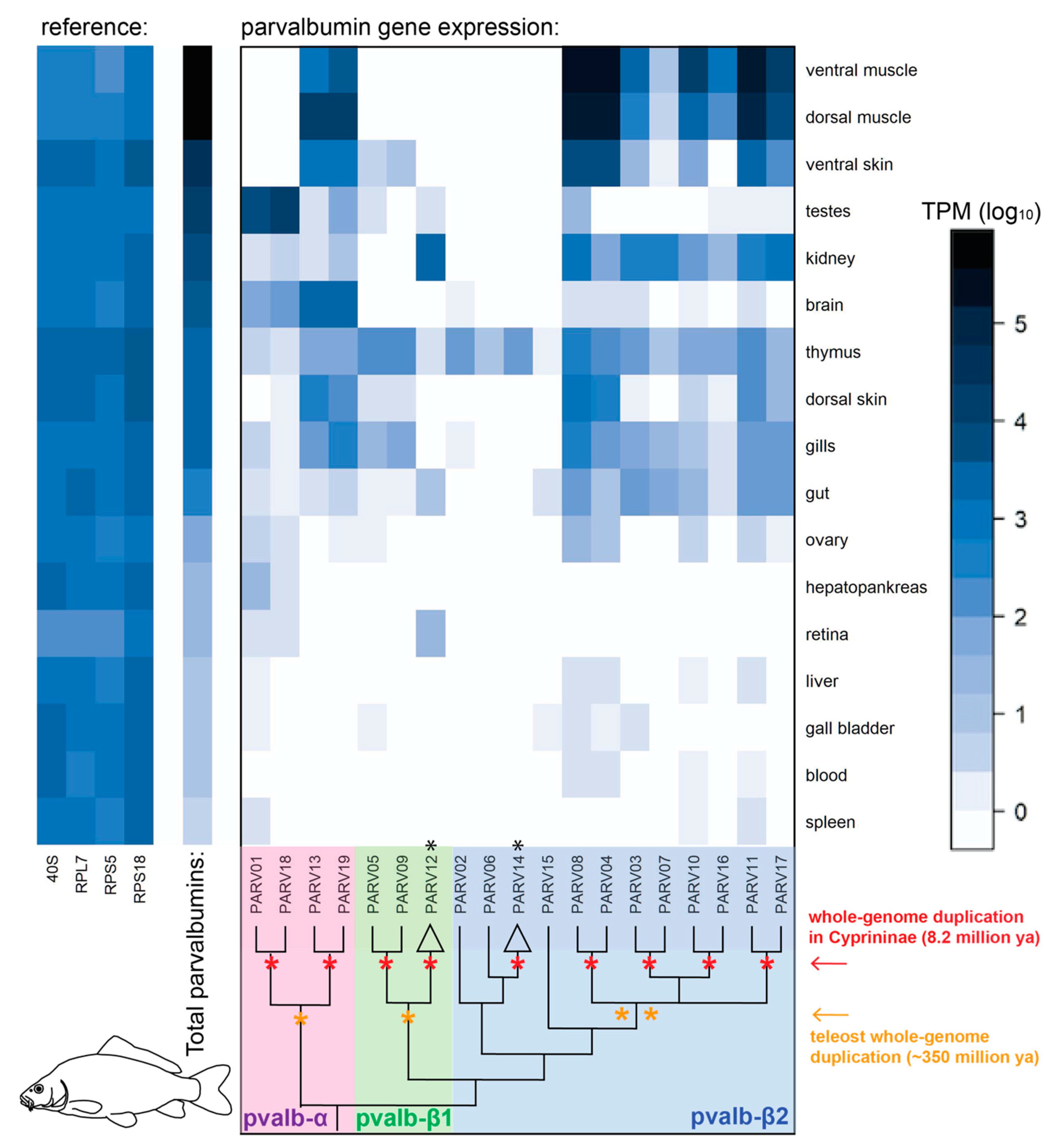 Fishes 06 00070 g004