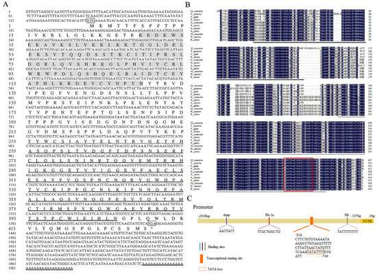 Identification and Expression Characterization of the Smad3