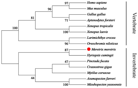 Identification and Expression Characterization of the Smad3