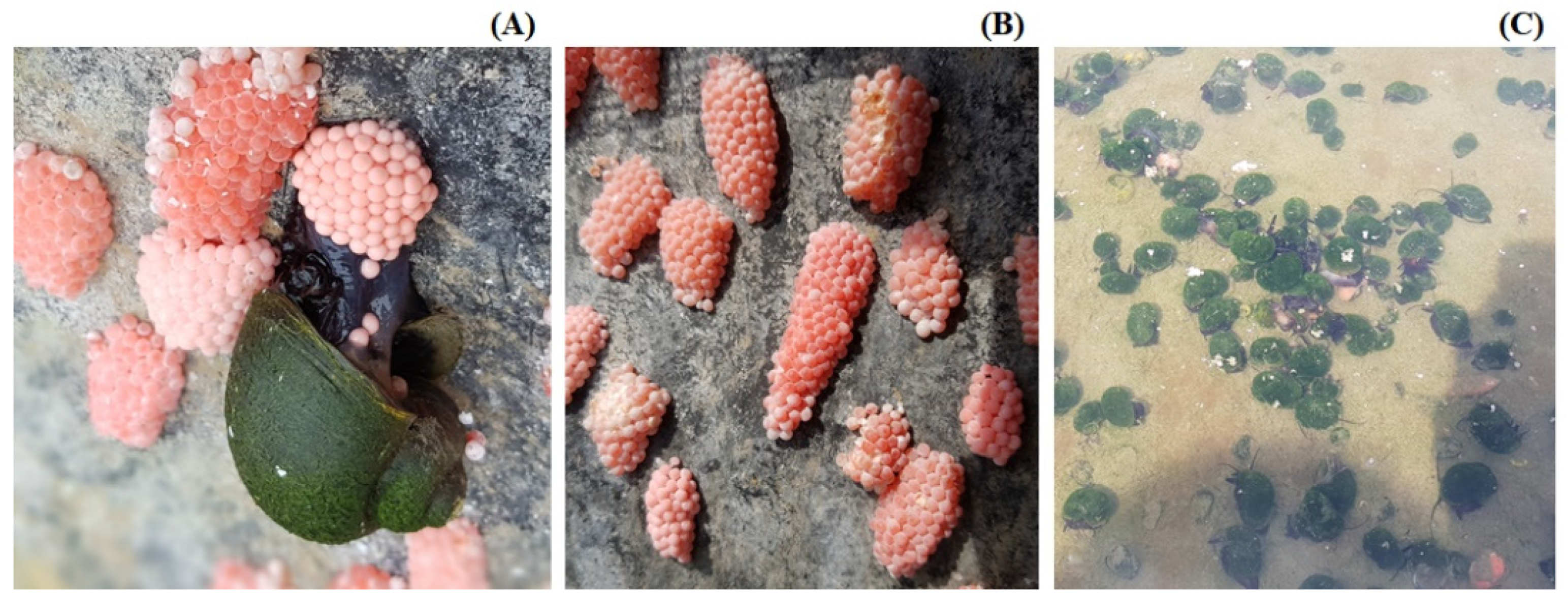 Fishes 07 00006 g003 550