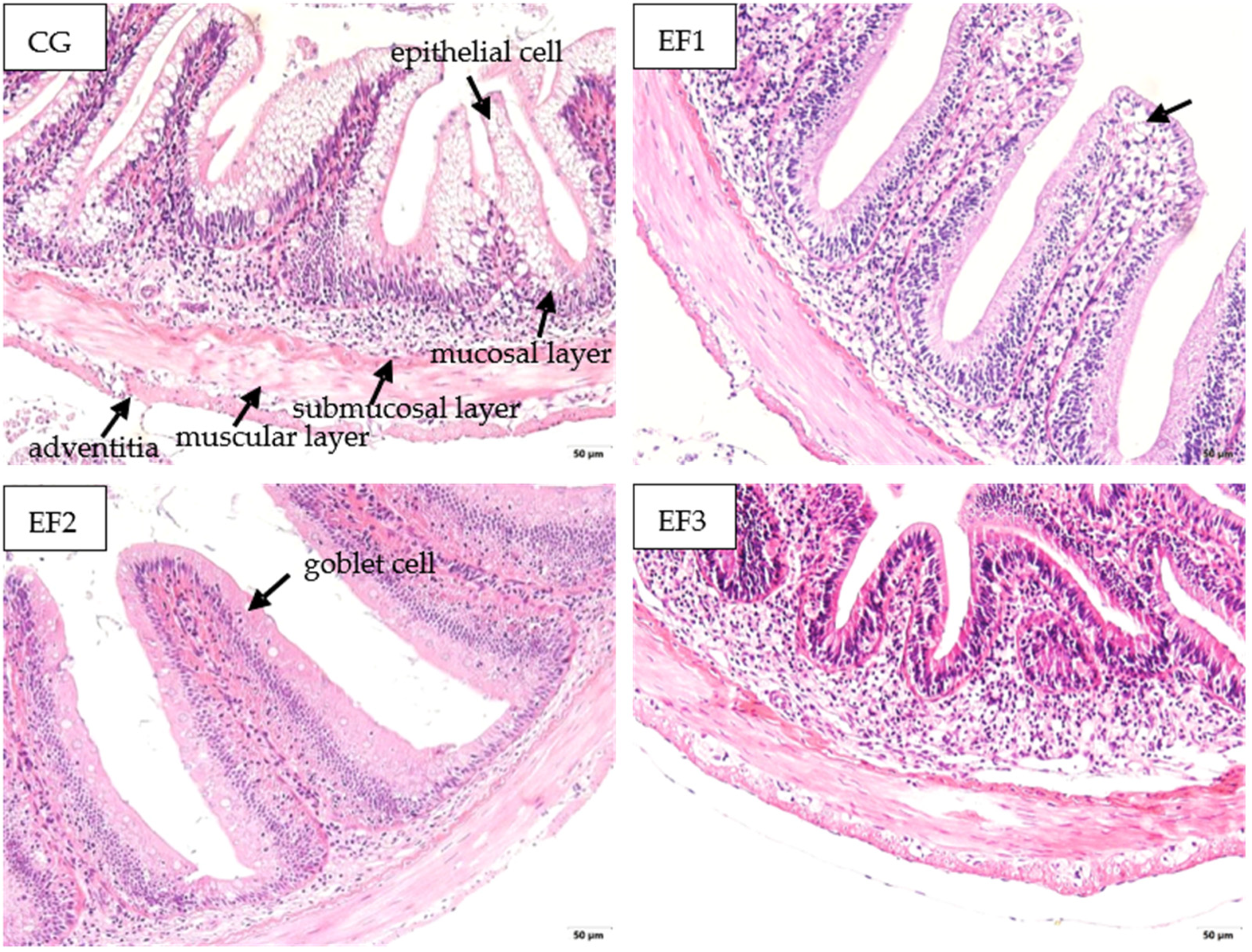 Effects of Dietary Enterococcus faecalis YFI-G720 on the