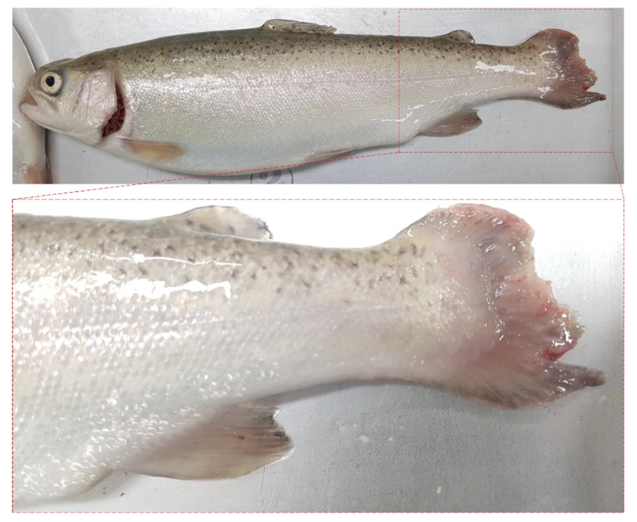 Fishes 07 00026 g001