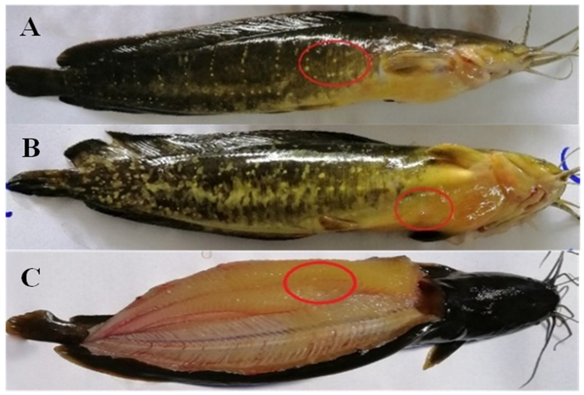 Fishes 07 00037 g001 550