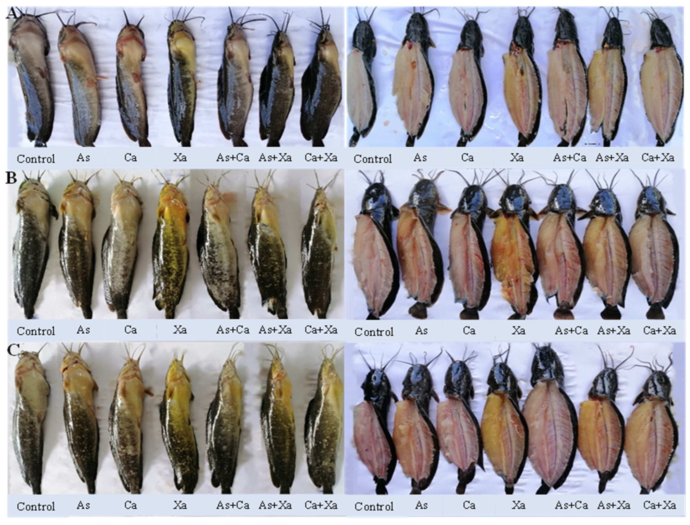 Fishes 07 00037 g003 550