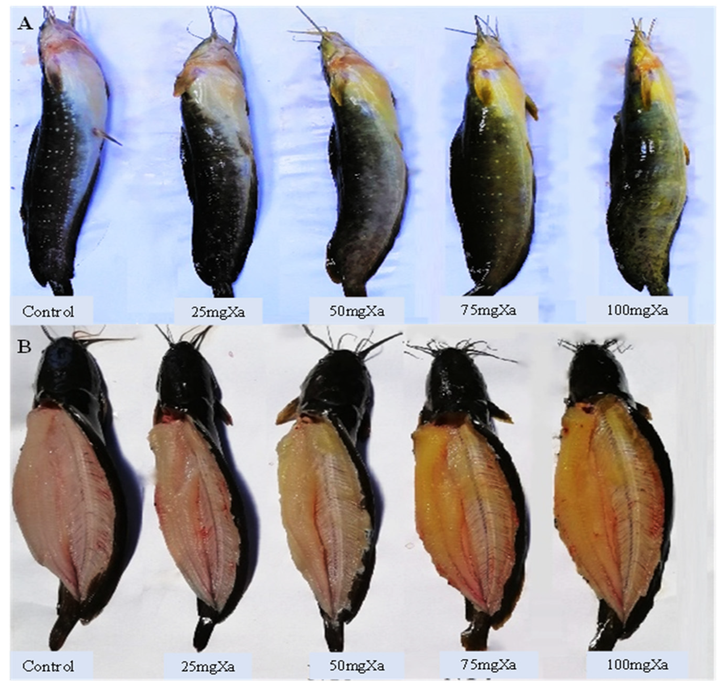 Fishes 07 00037 g008 550