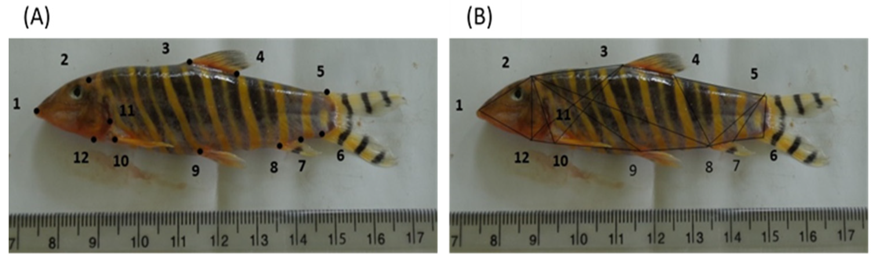 Fishes 07 00041 g002 Fishes 07 00041 g002