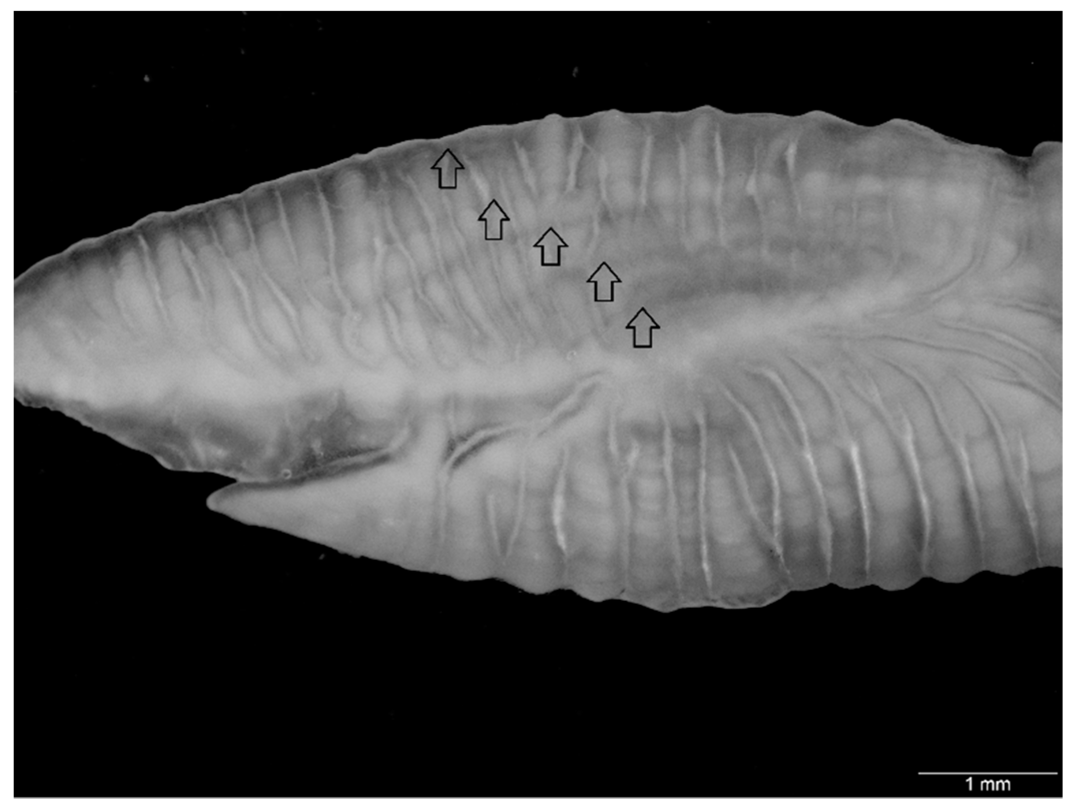 Fishes 07 00068 g002 550