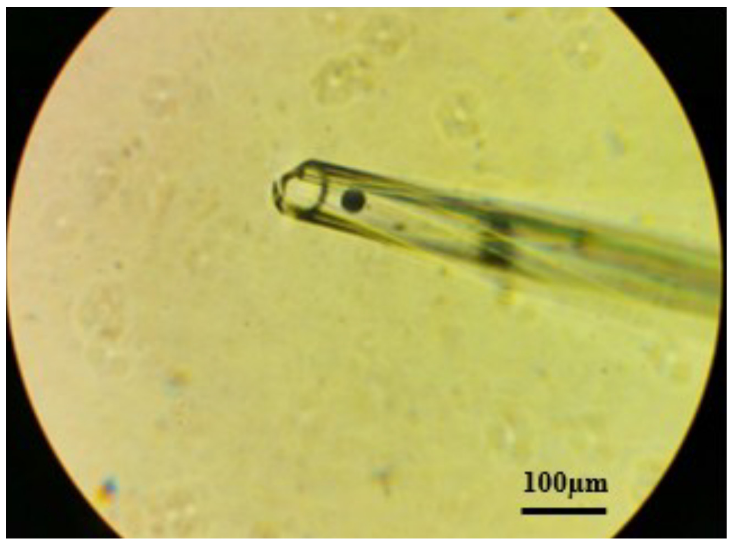 Fishes 07 00072 g004 550