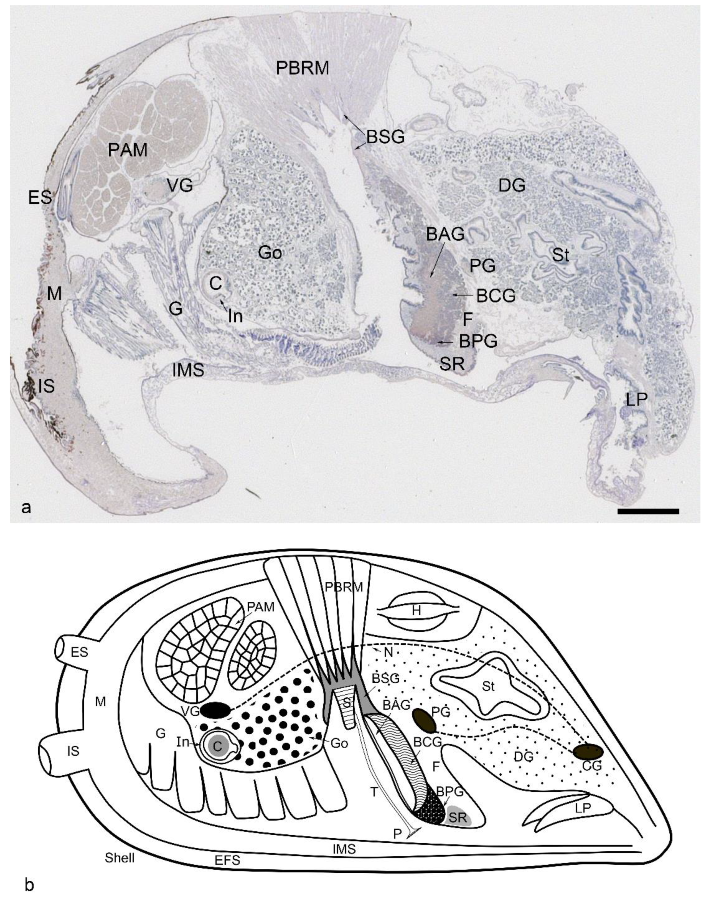 Fishes 07 00074 g001 Fishes 07 00074 g001