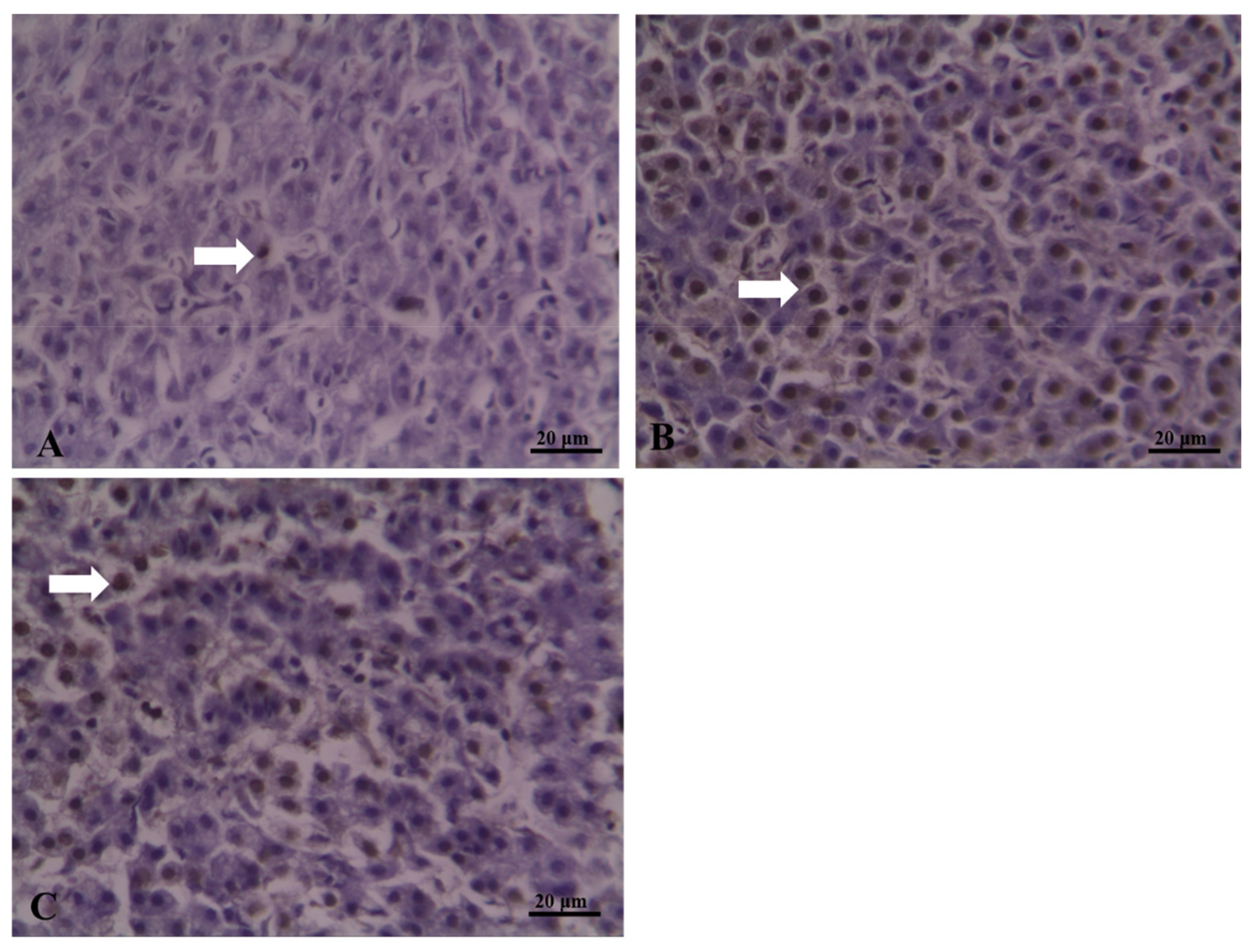 Fishes 07 00078 g003 550