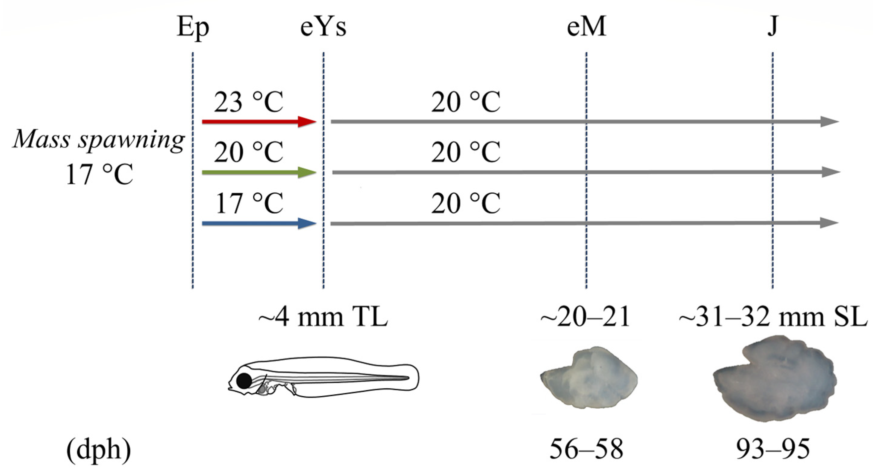 Fishes 07 00082 g001 550