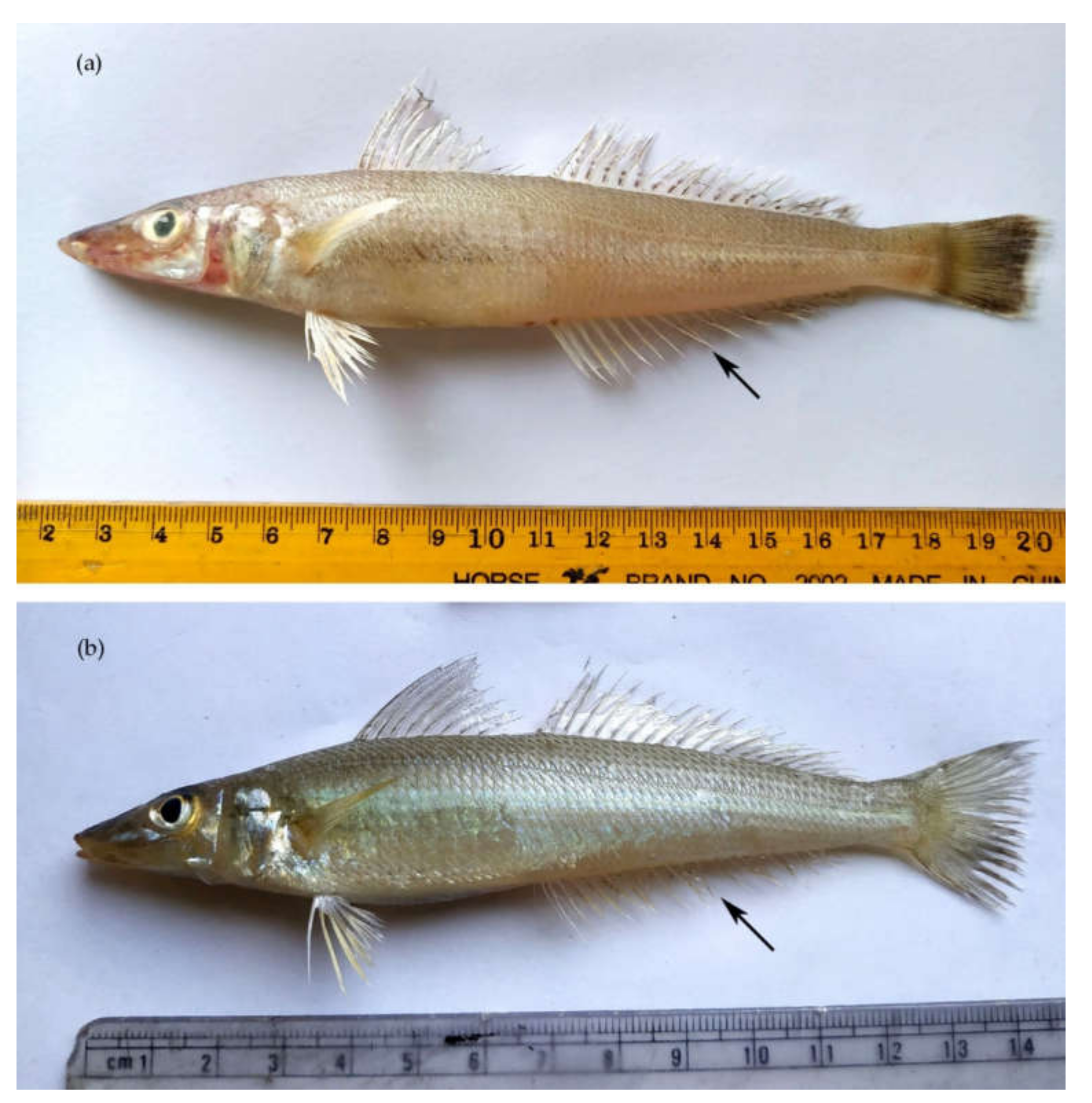 Fishes 07 00093 g002 550