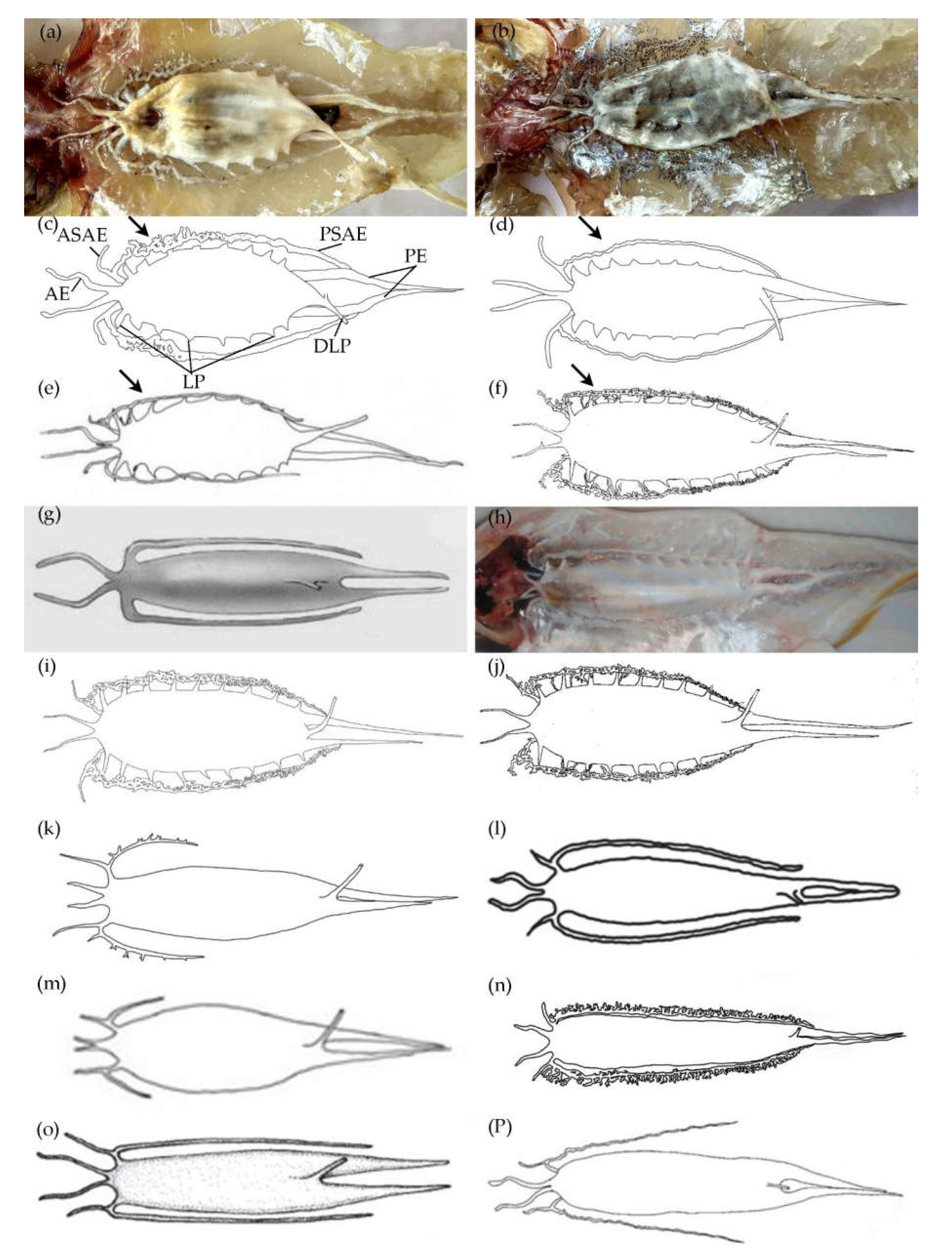 Fishes 07 00093 g003 550