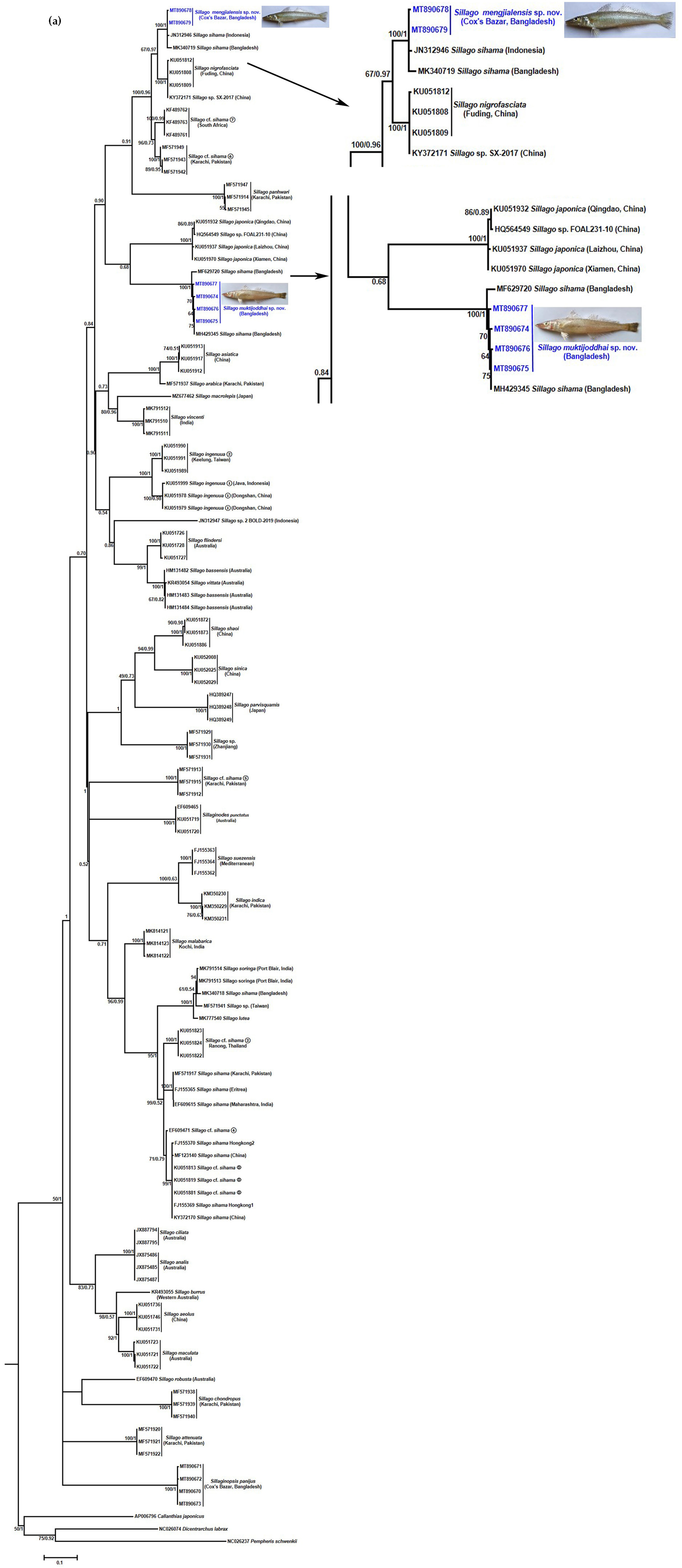 Fishes 07 00093 g004a 550