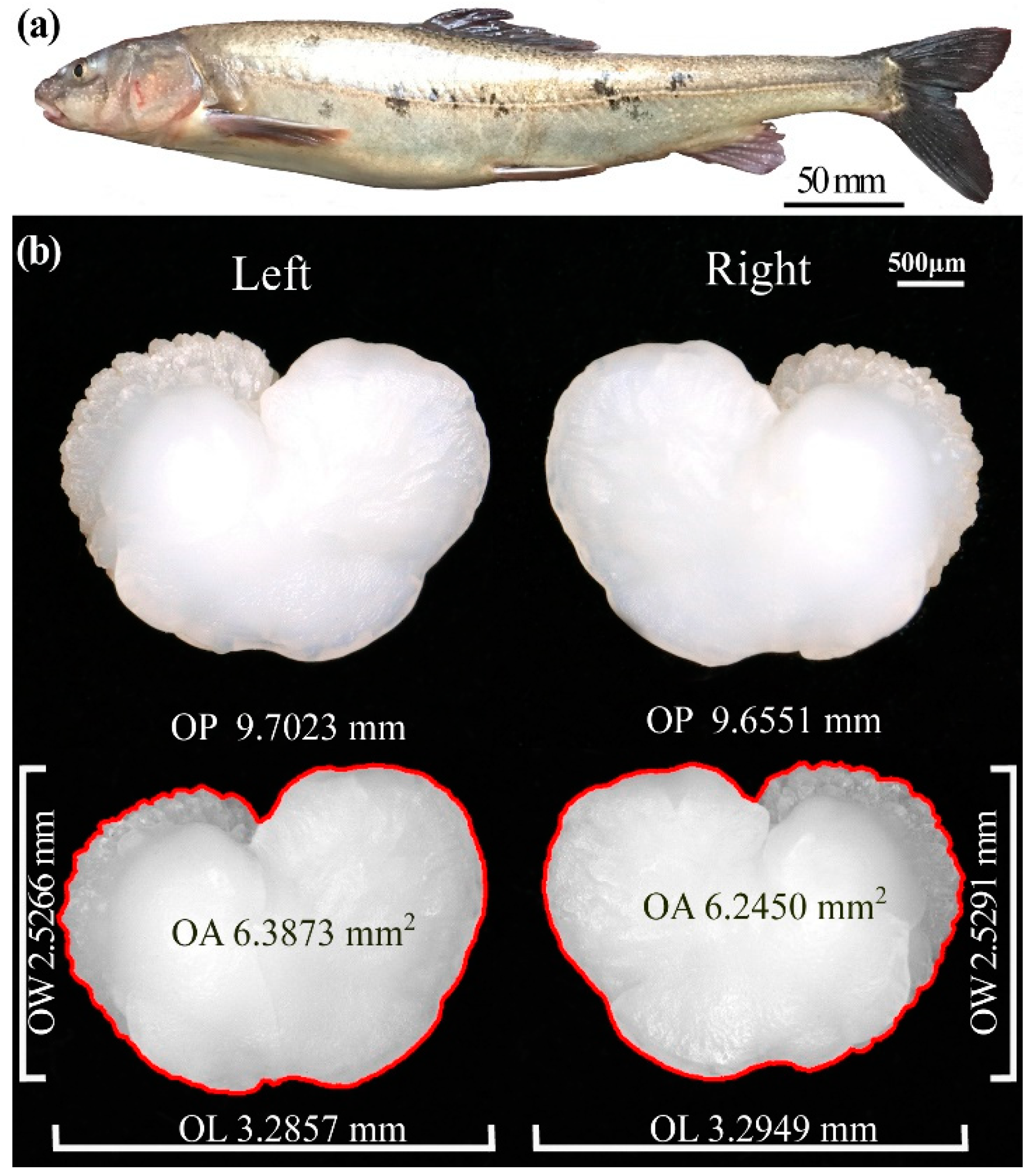 Fishes 07 00099 g002
