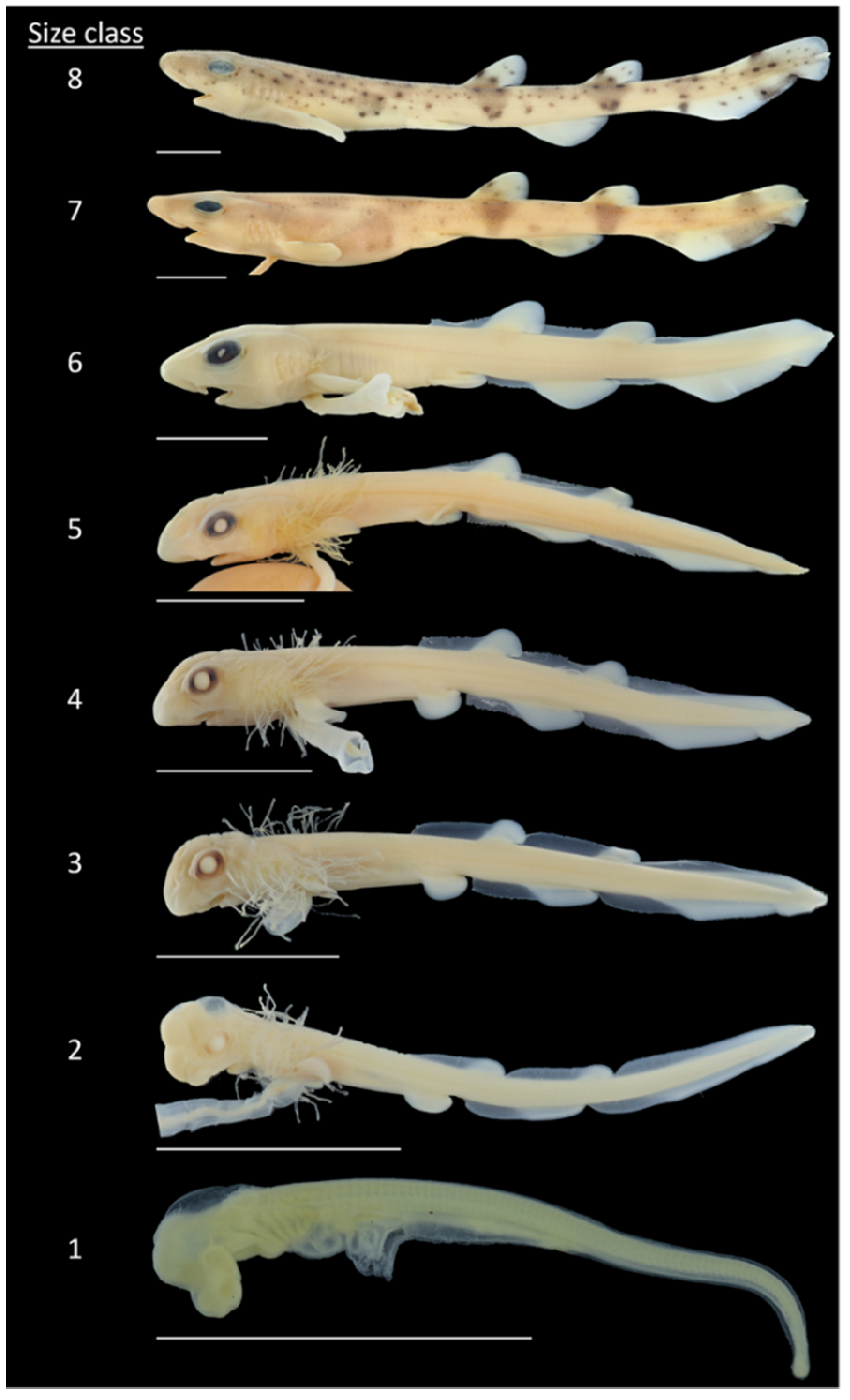 Fishes 07 00100 g002 550