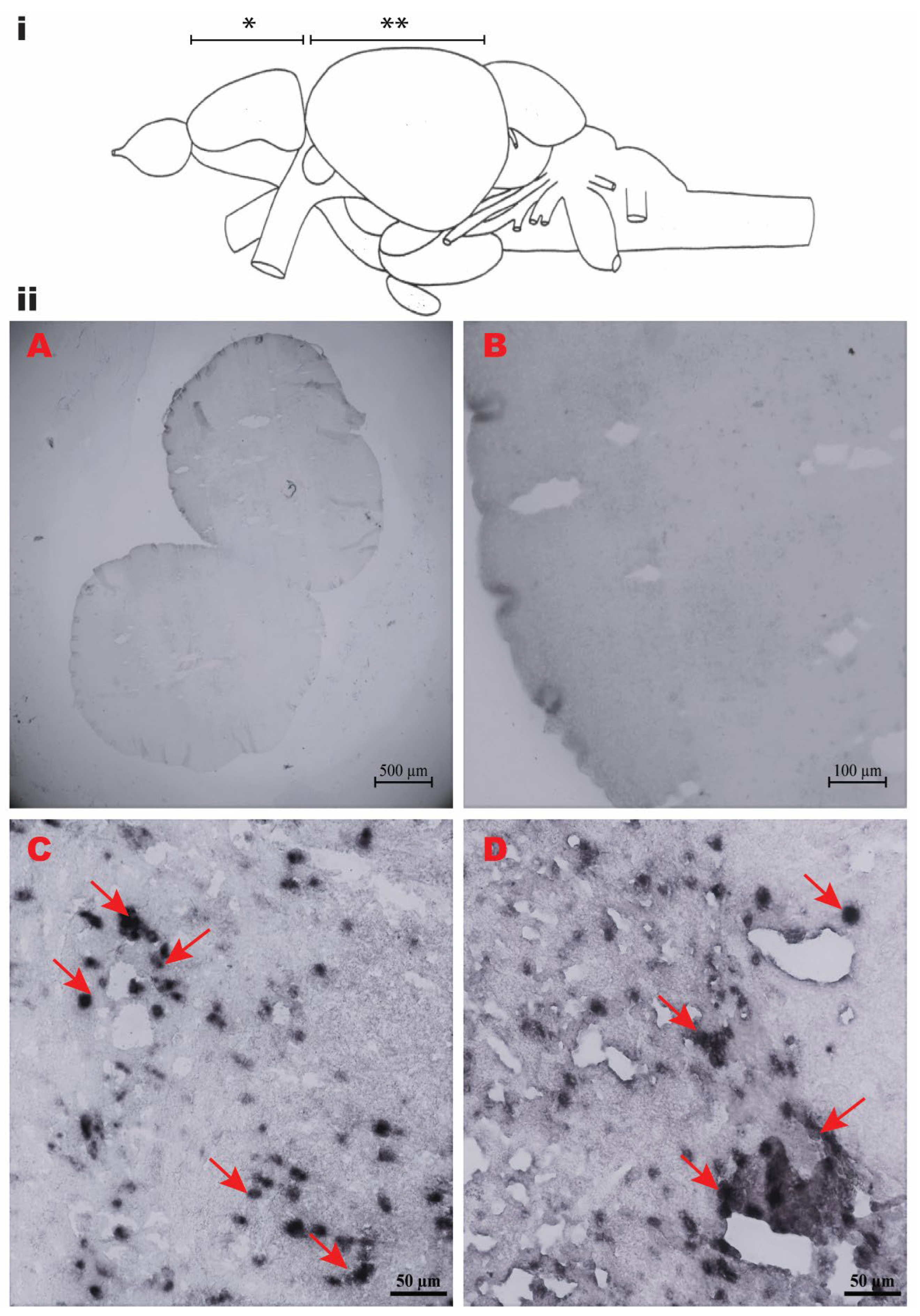 Fishes 07 00111 g004 550