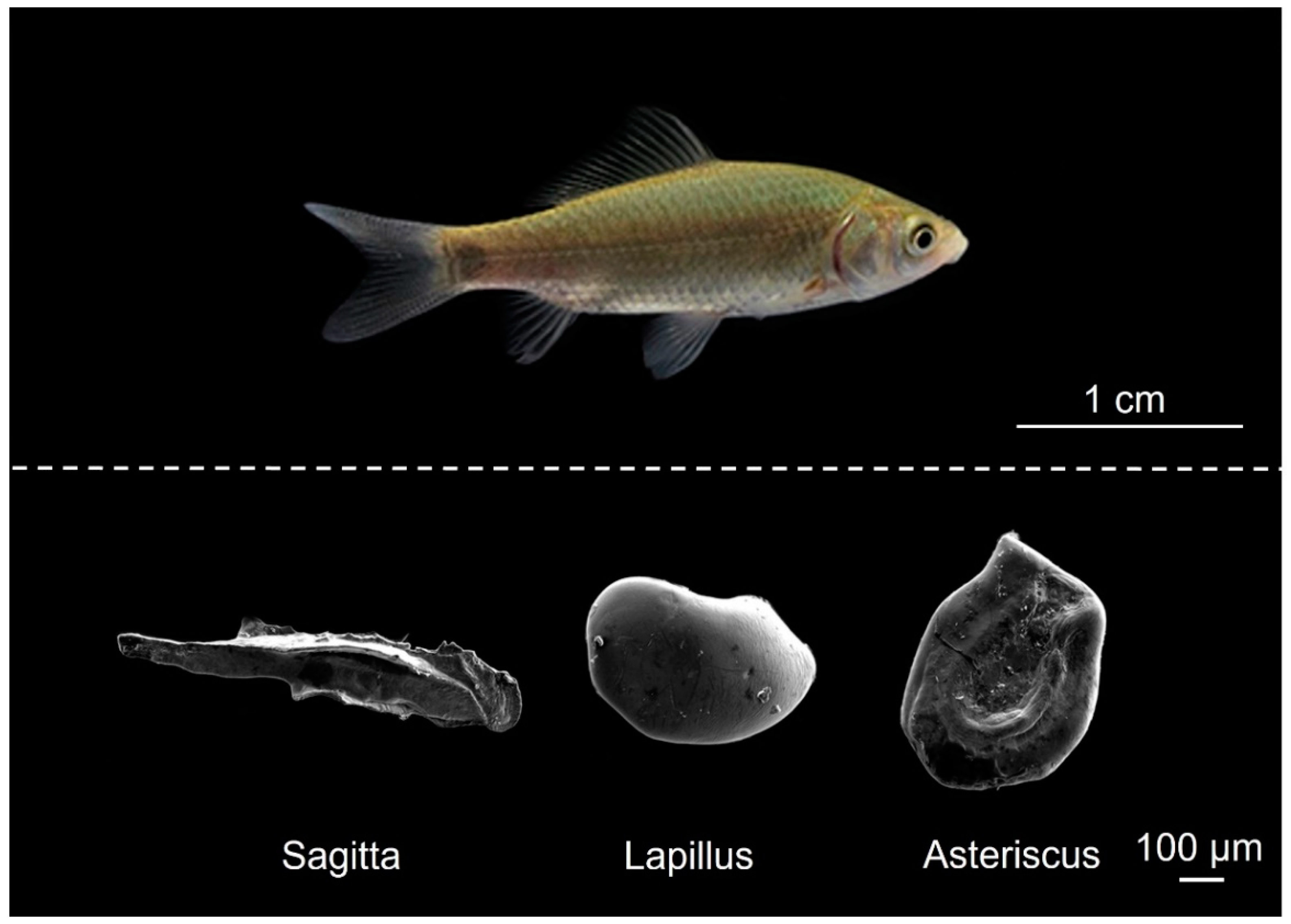 Fishes 07 00112 g001