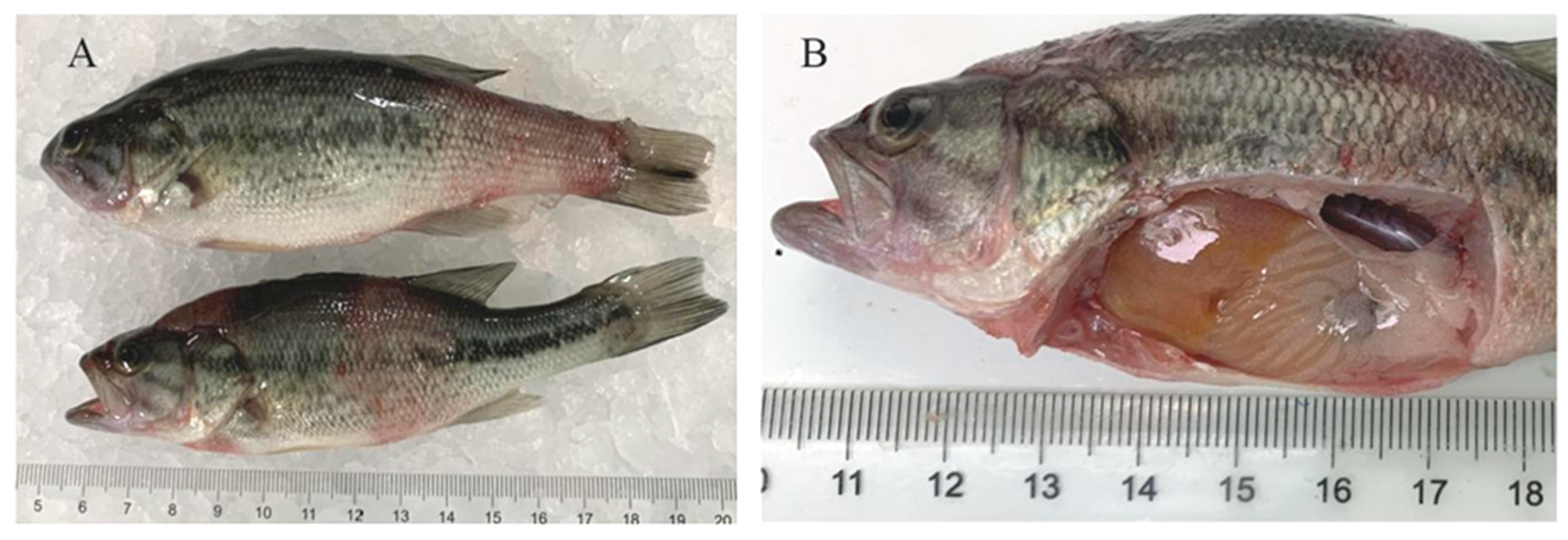 Fishes 07 00119 g001