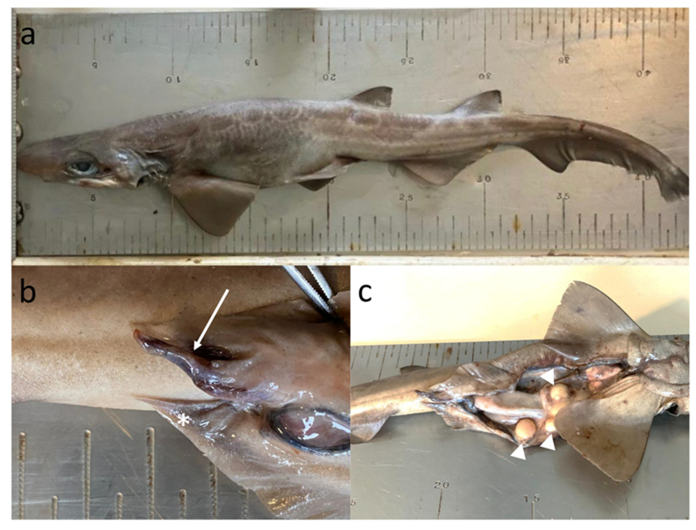 Fishes 07 00120 g002