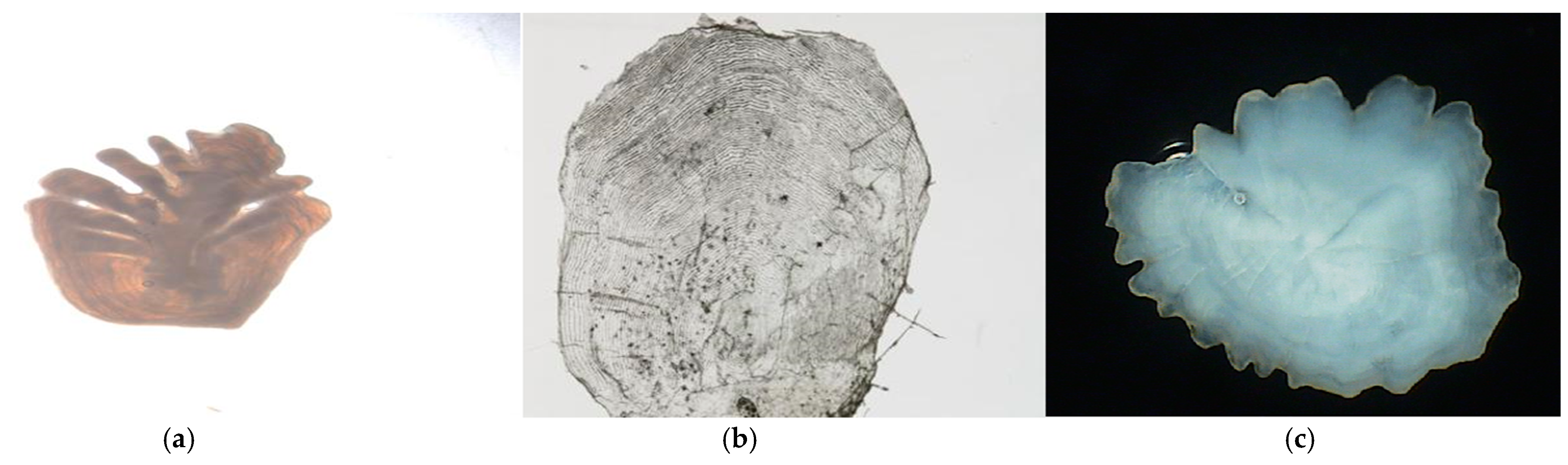 Fishes 07 00121 g002 550