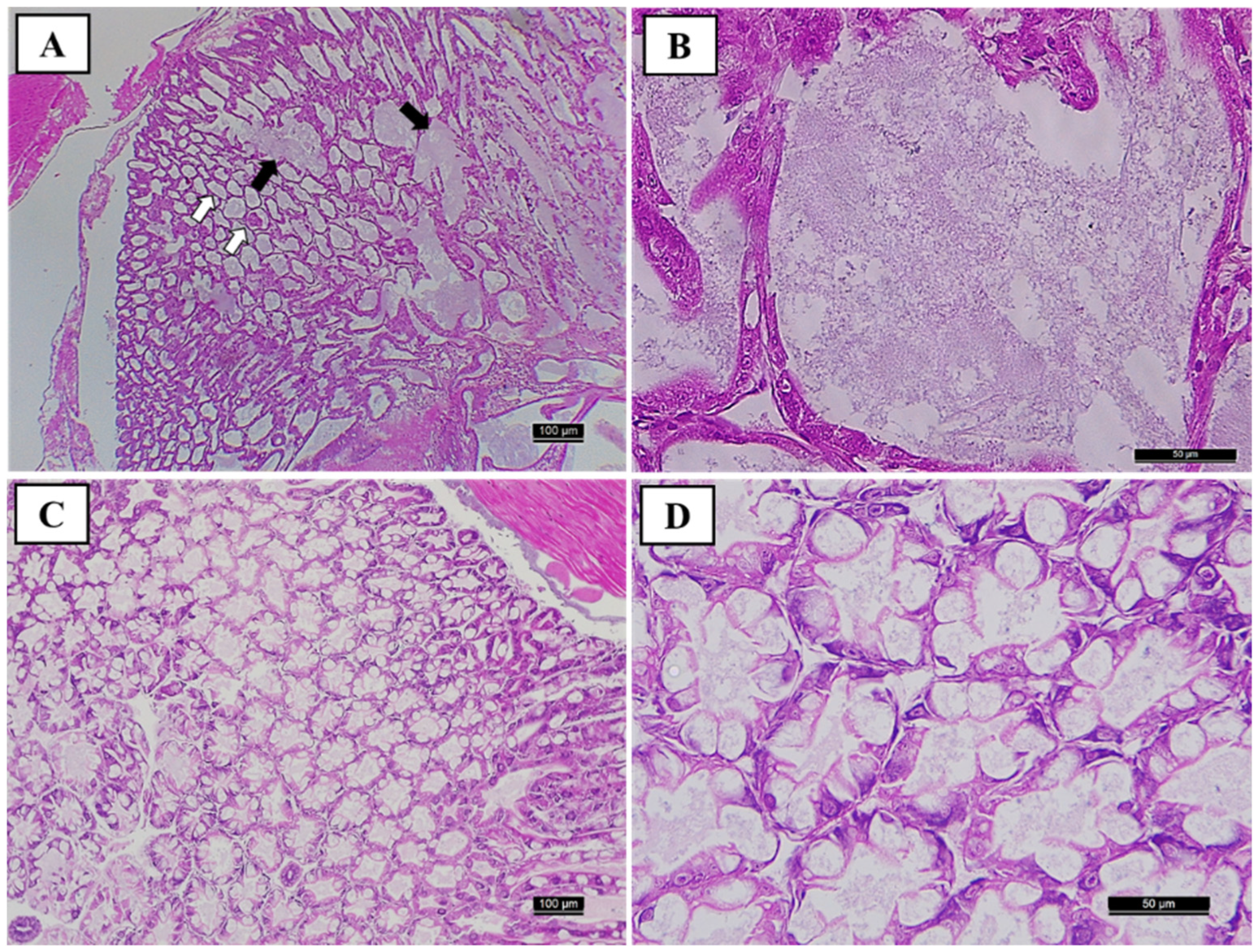 Fishes 07 00125 g003 Fishes 07 00125 g003