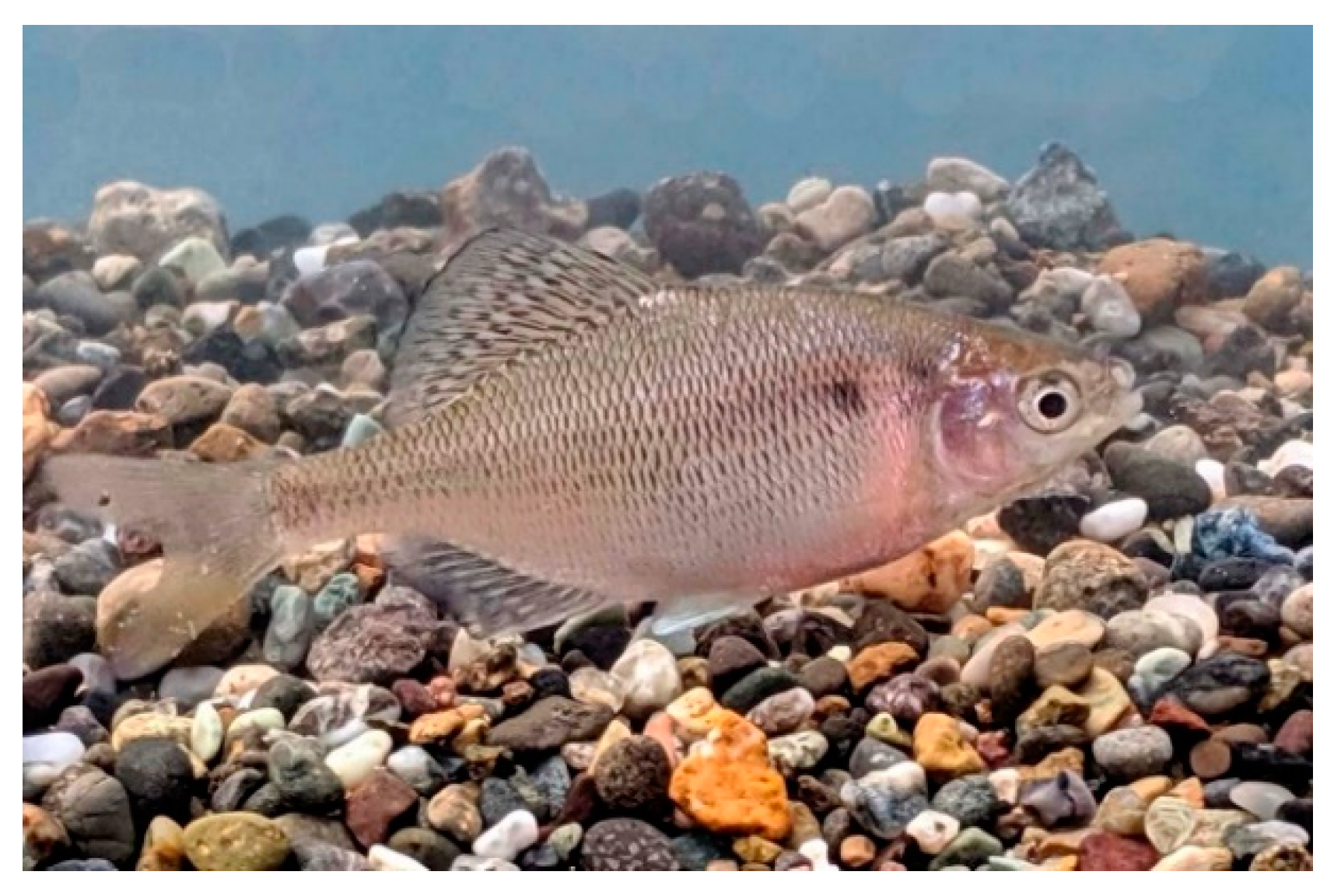 Fishes 07 00150 g002