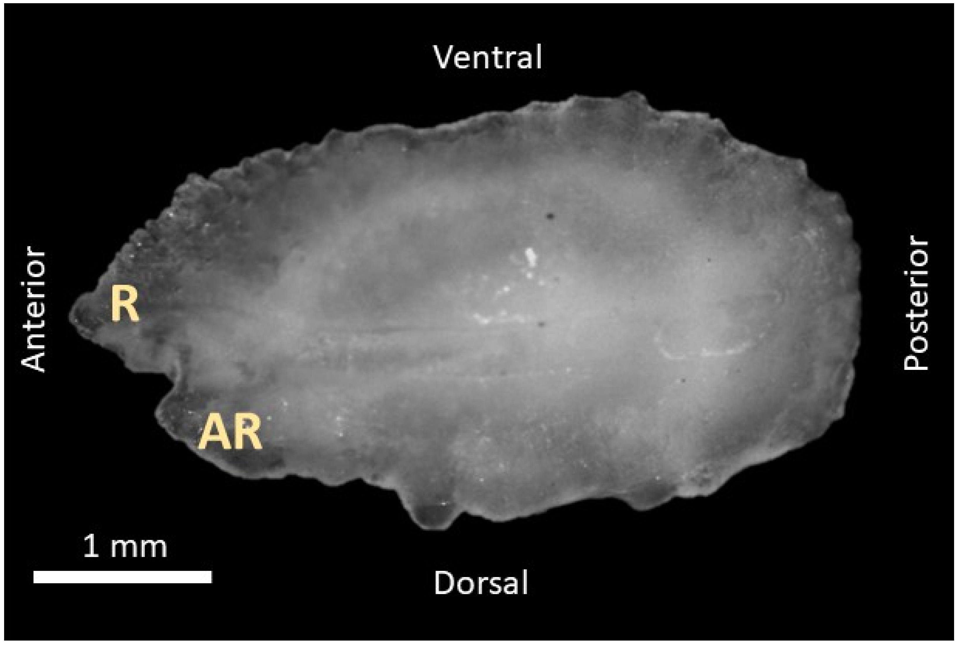 Fishes 07 00155 g002 550