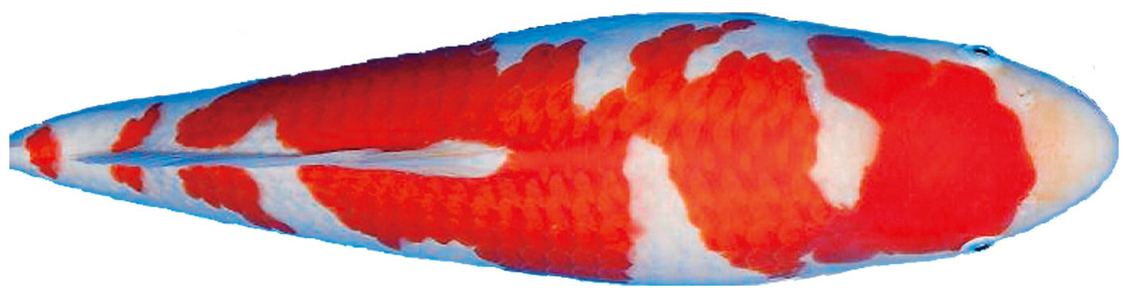 Fishes 07 00158 g001 550